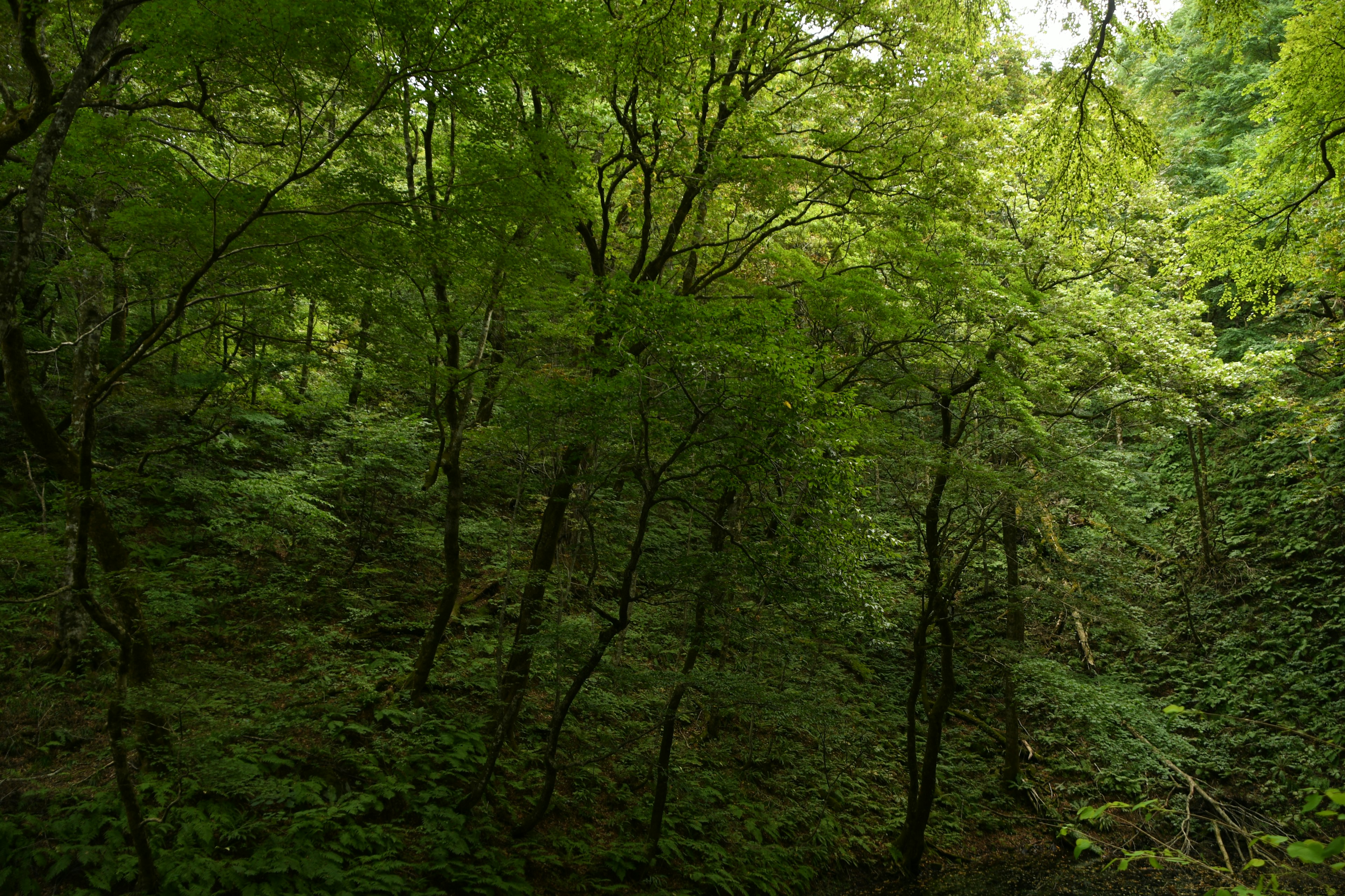 Paysage forestier verdoyant avec des arbres denses et une atmosphère naturelle sereine