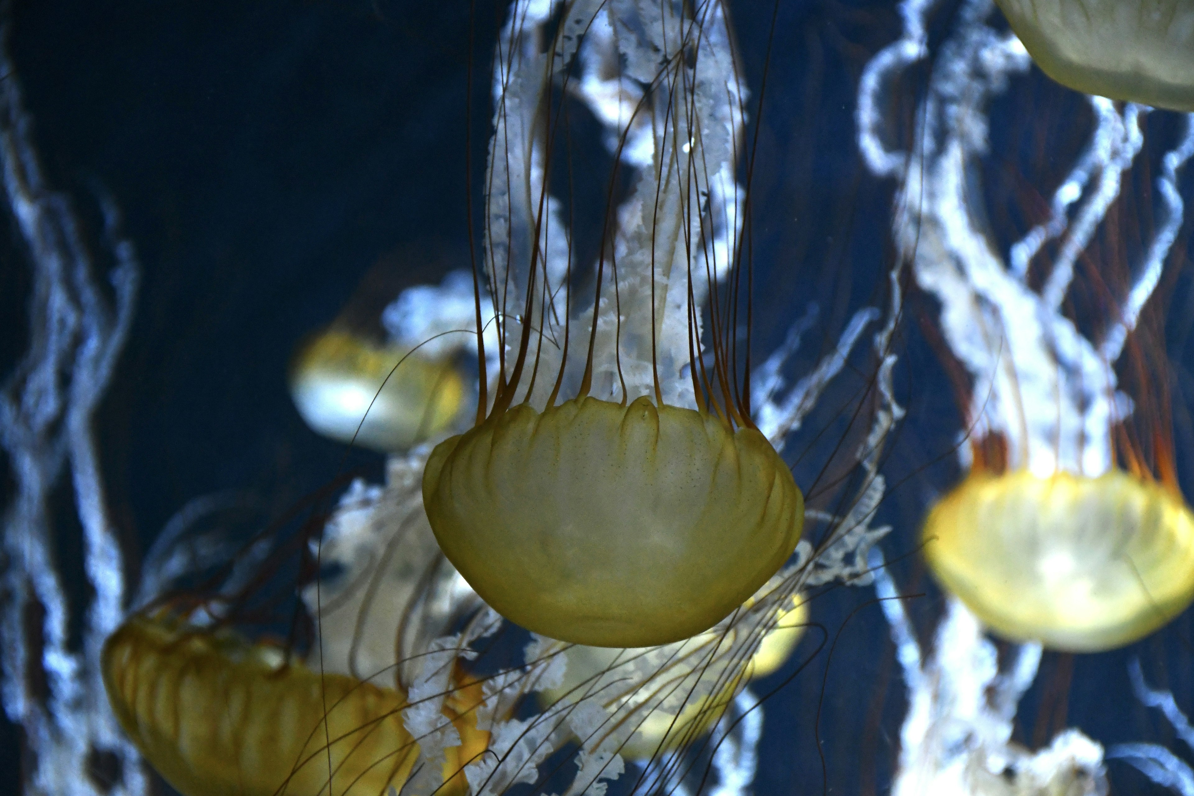 Eine fesselnde Szene von Quallen, die im Wasser mit leuchtendem Licht treiben