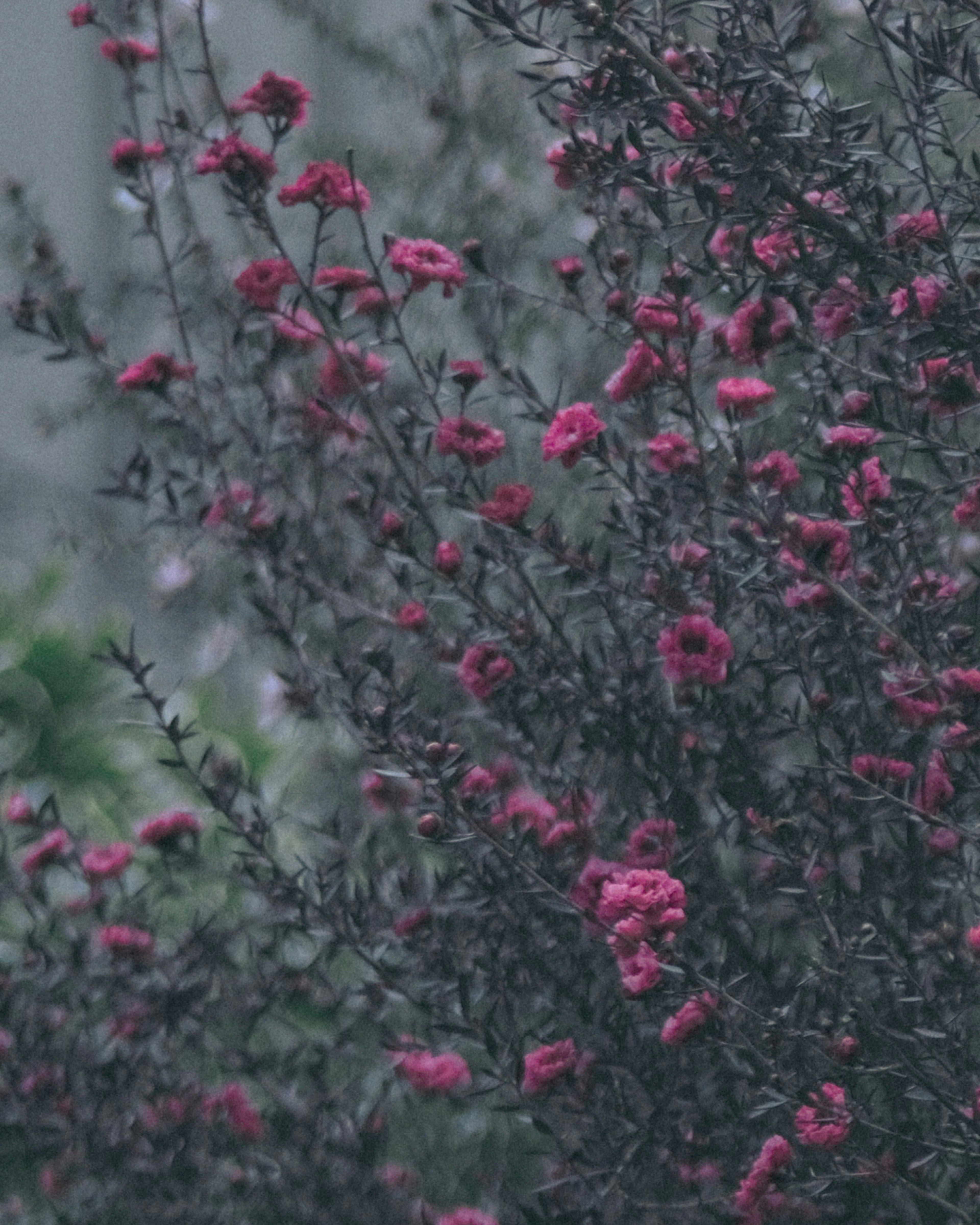 霧の中で鮮やかなピンク色の花が咲いている植物のクローズアップ