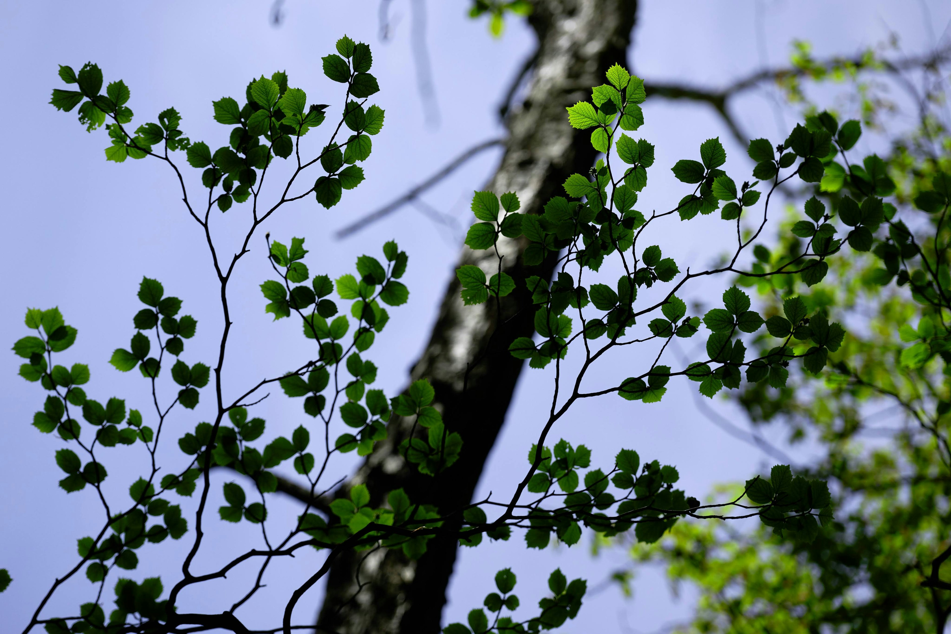 Gros plan sur des feuilles vertes et un tronc d'arbre sous un ciel bleu