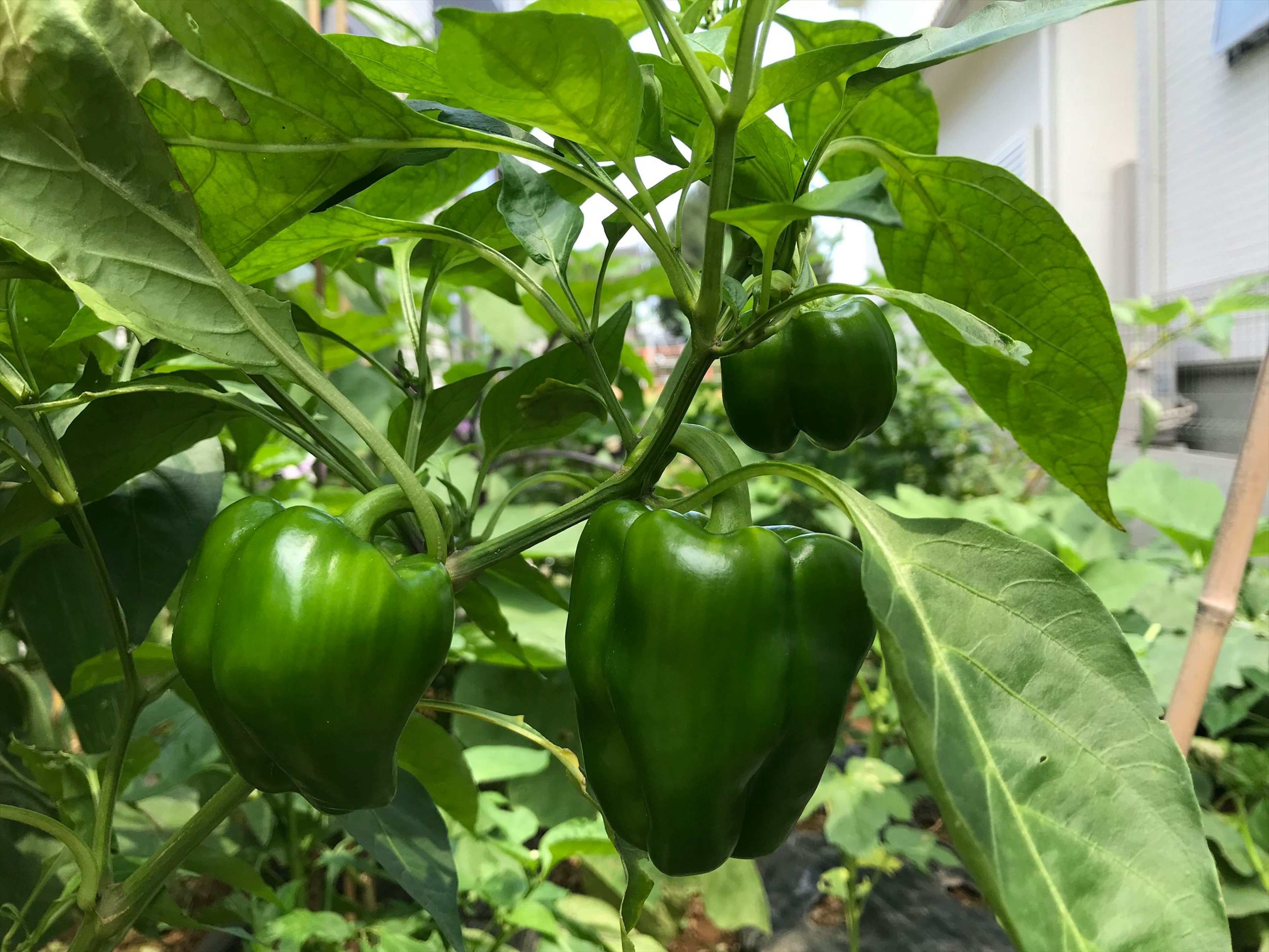 Image of green bell peppers growing on a plant