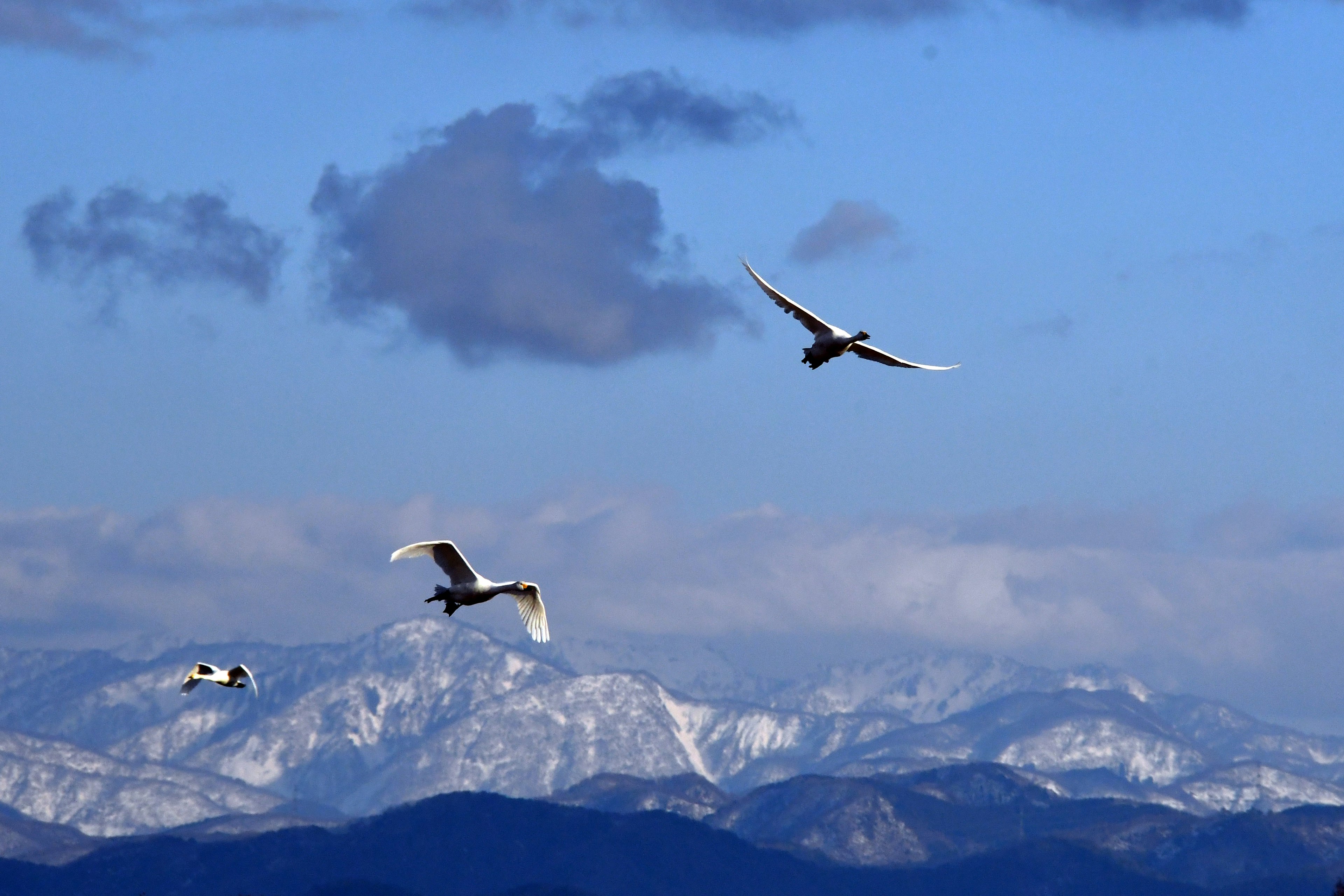 Cigni che volano sotto un cielo blu con montagne innevate