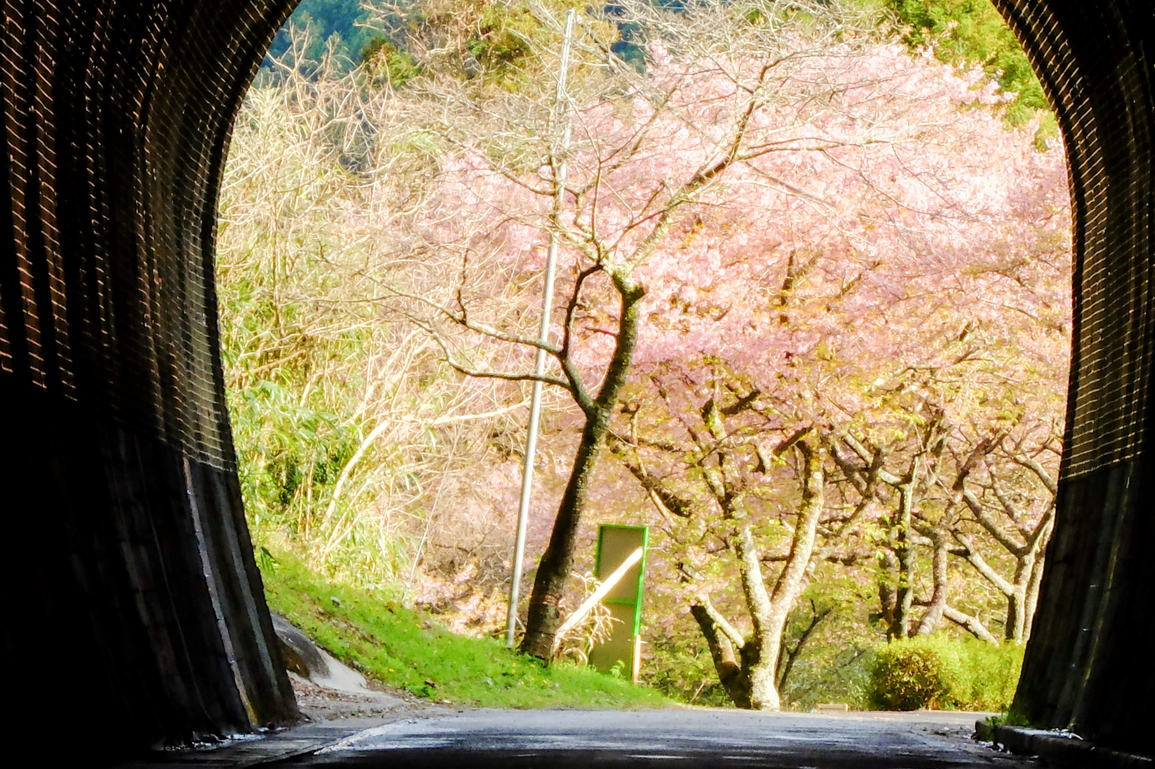 Blick auf Kirschblütenbäume und grünes Gras durch einen Tunnel