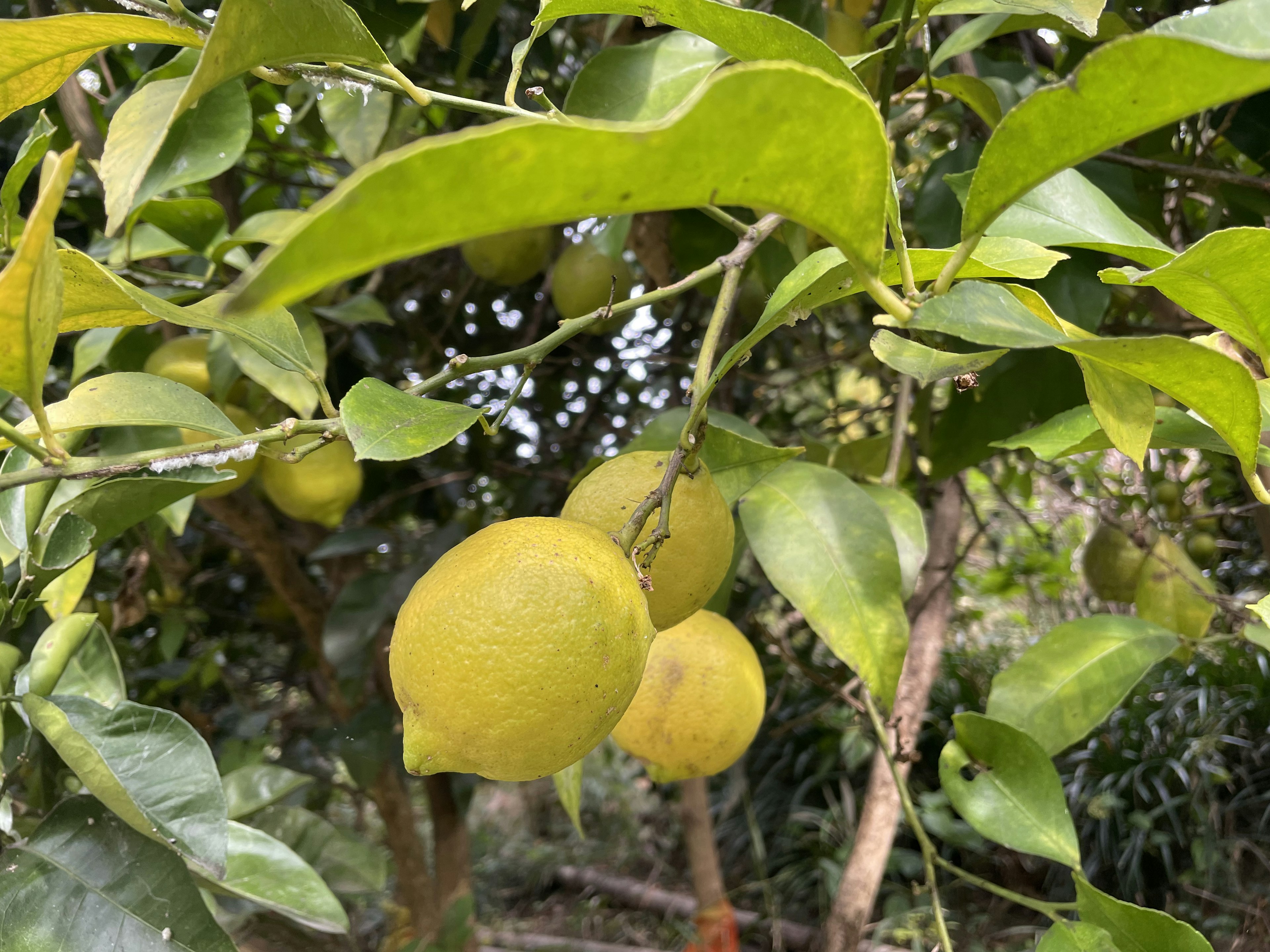 Limones verdes colgando de una rama rodeados de hojas verdes