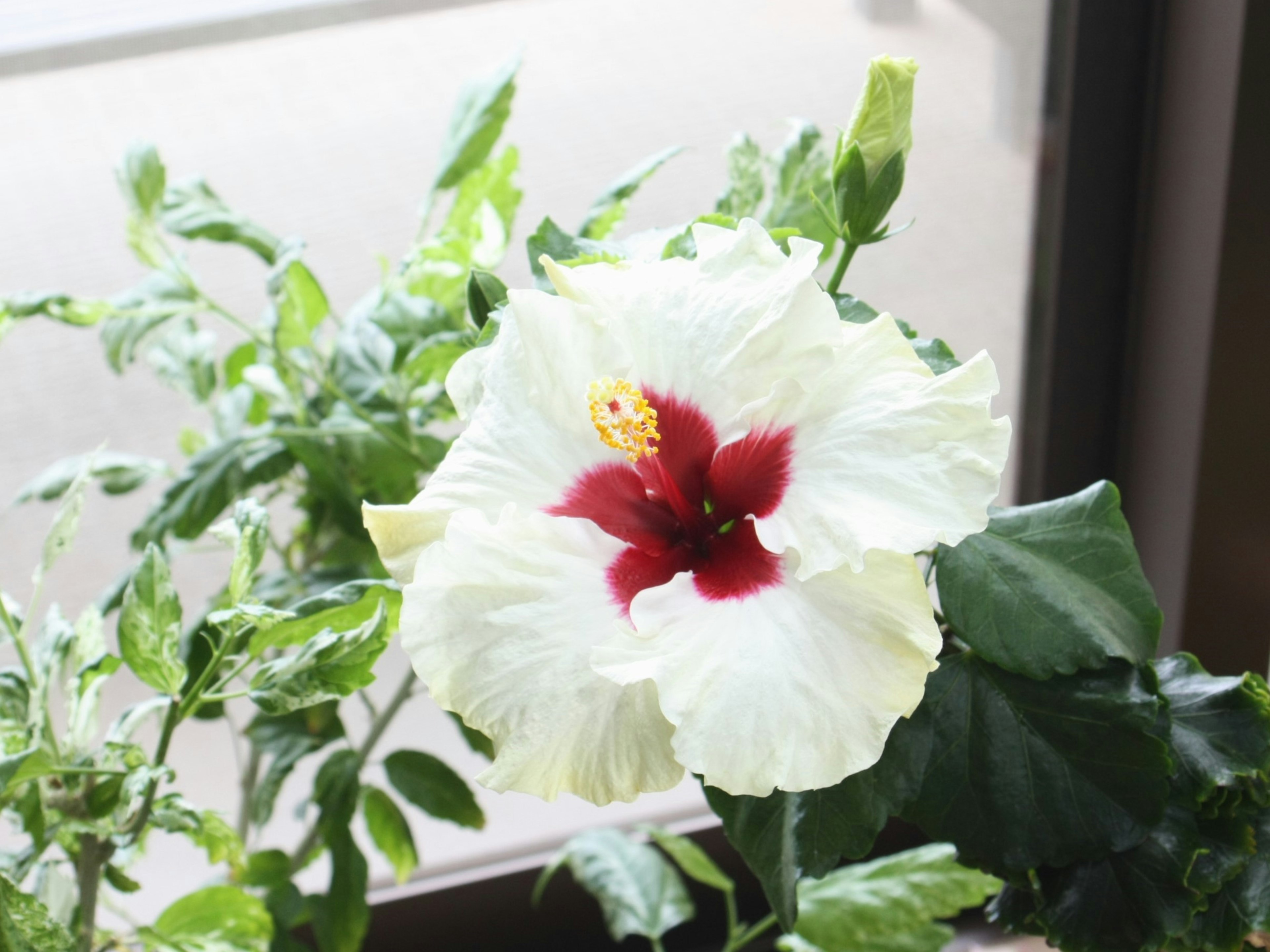 White hibiscus flower with red center surrounded by green leaves by a window