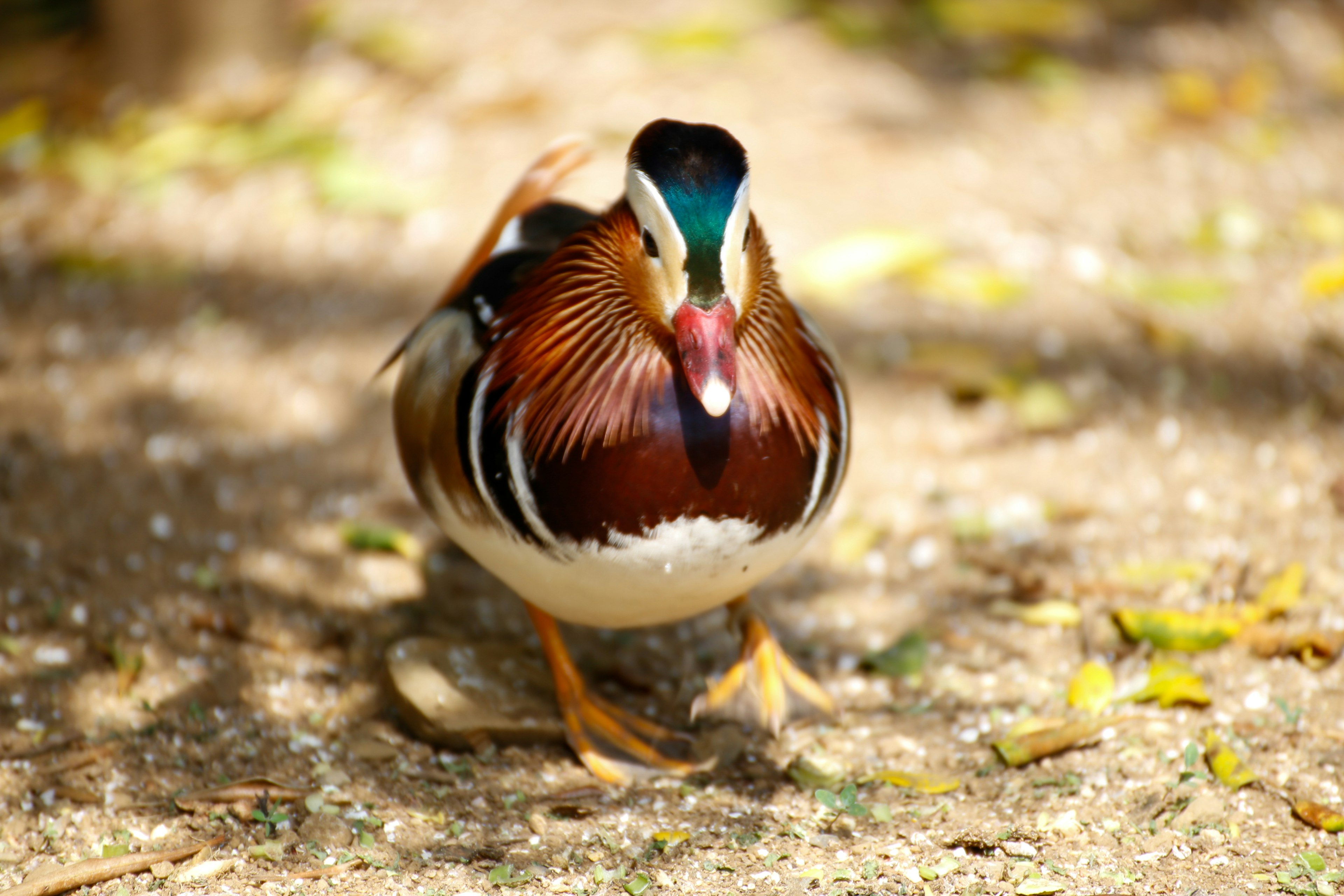 A mandarin duck walking on the ground showcasing vibrant plumage