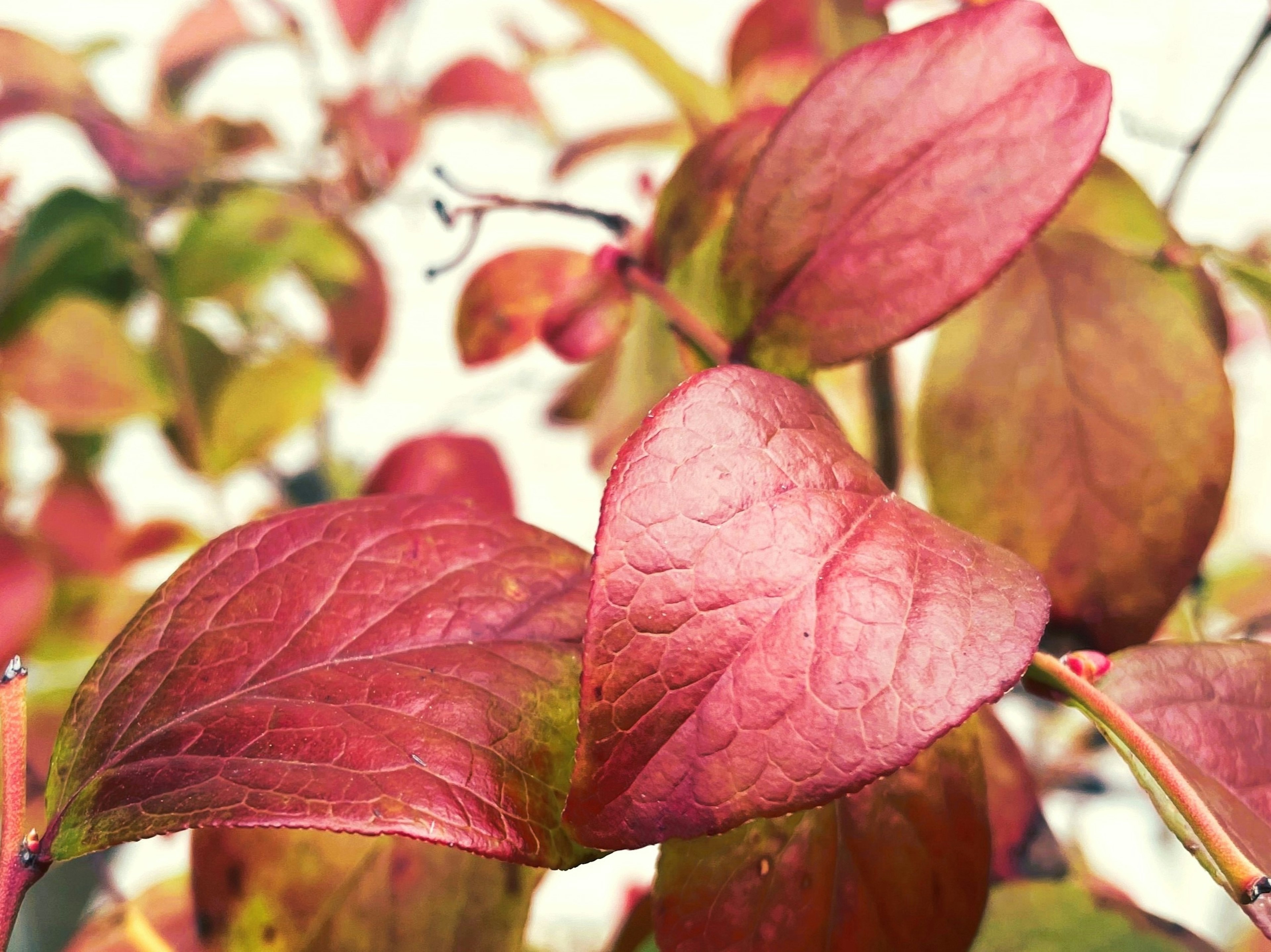 Planta con hojas rojas vibrantes