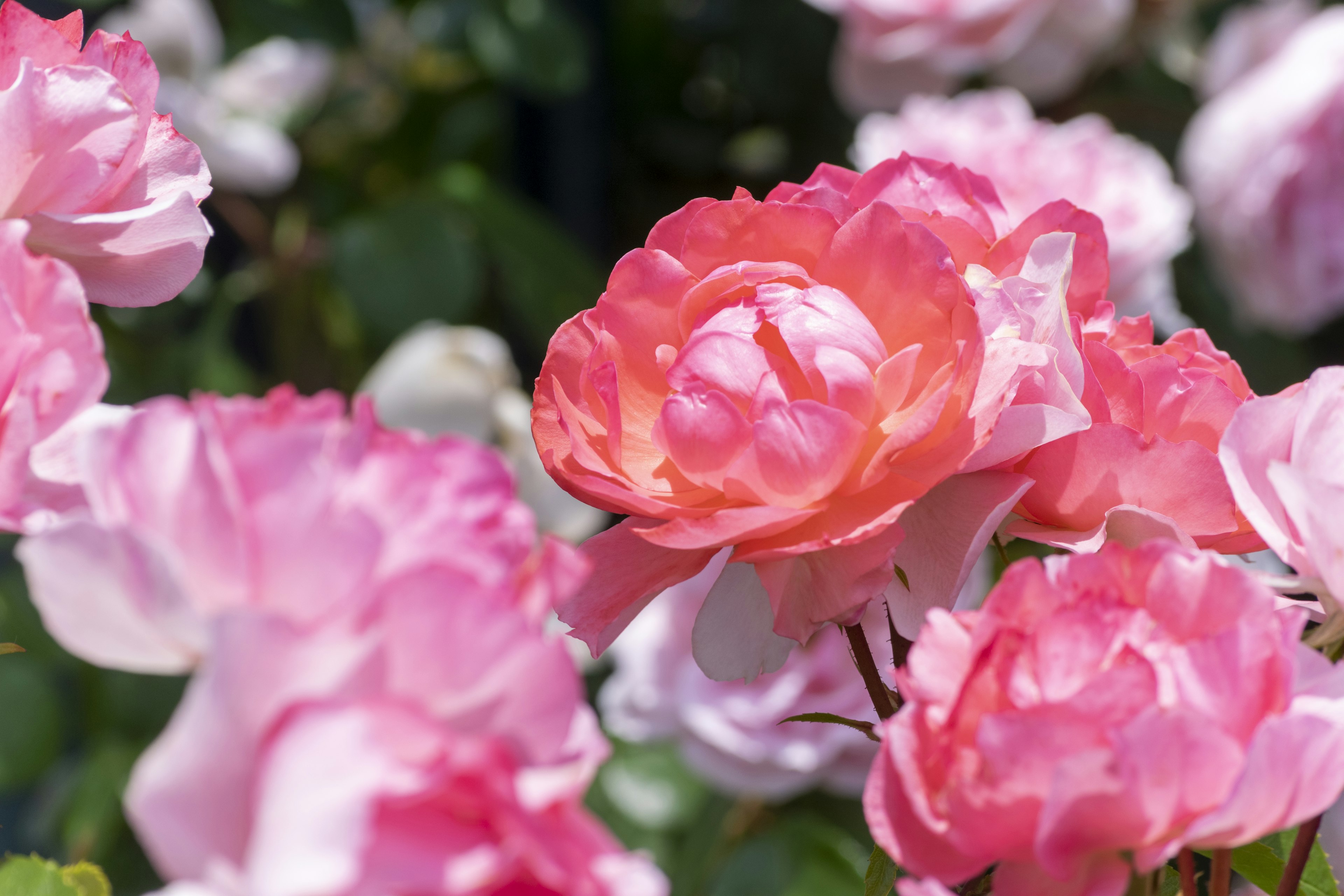 Rose rosa vibranti che fioriscono in un giardino