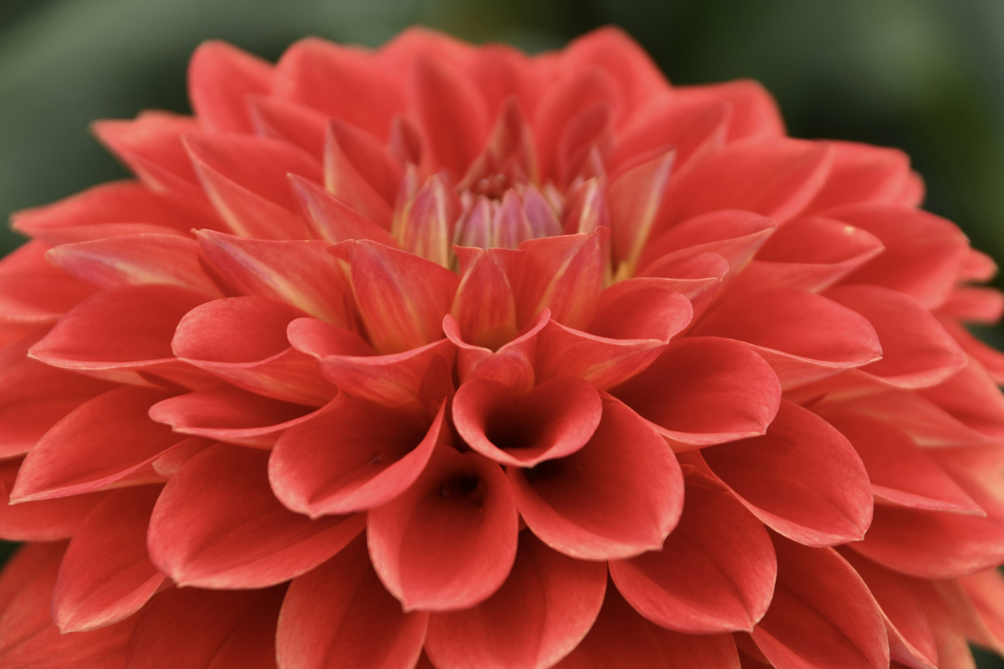 Acercamiento de una flor de dalia roja vibrante mostrando sus pétalos en capas