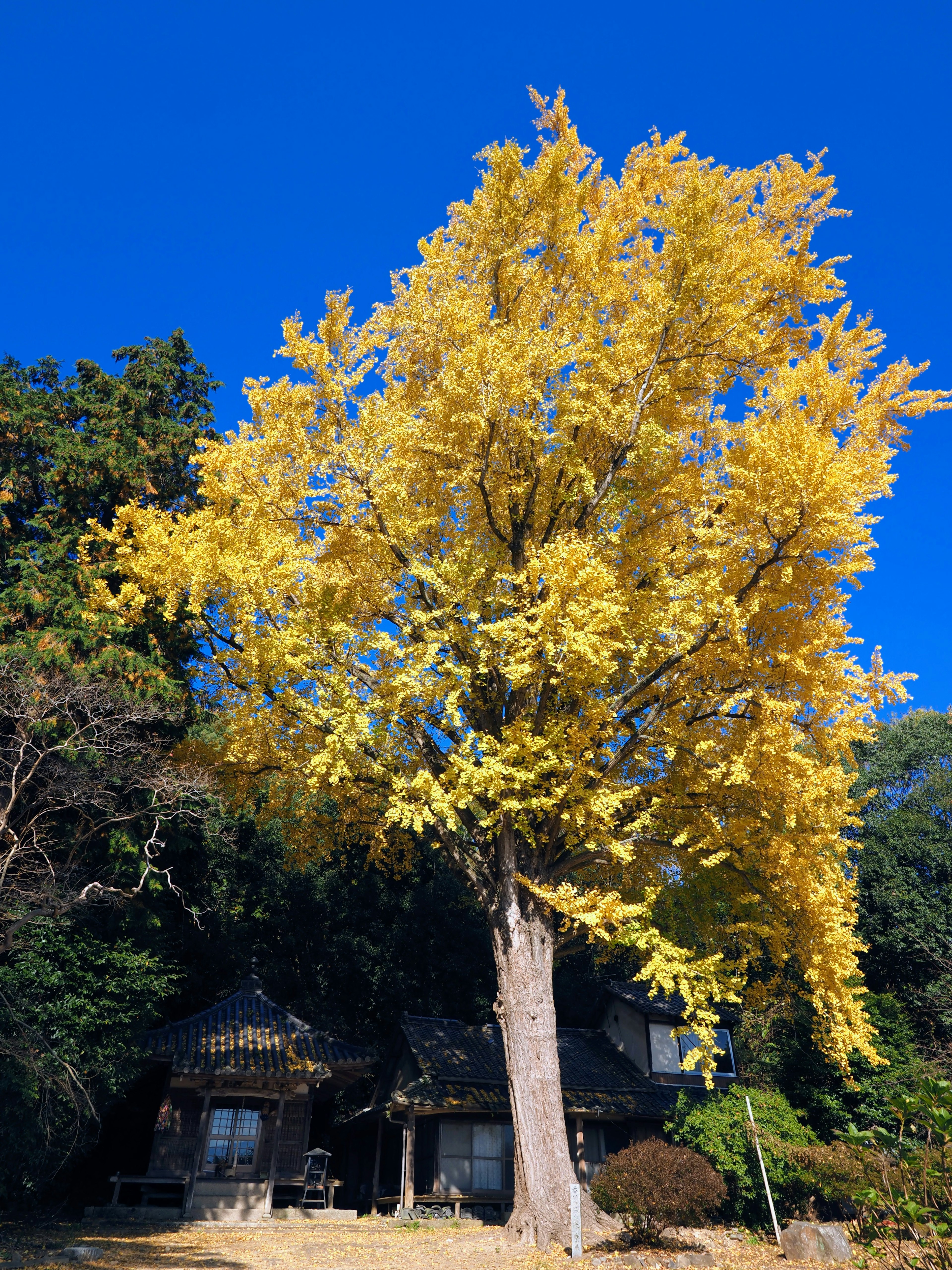 Pohon ginkgo kuning di latar belakang langit biru