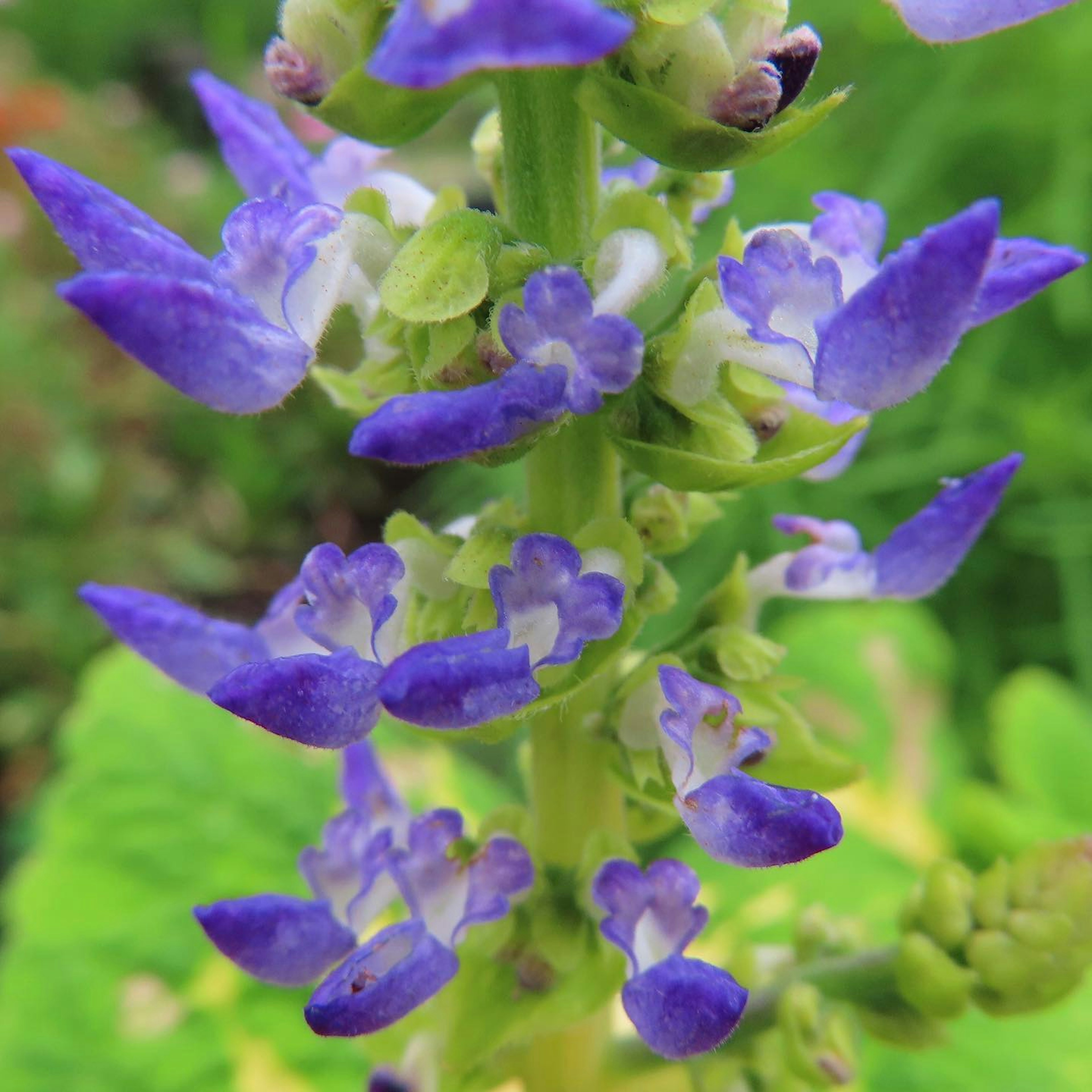 Gros plan sur une plante avec des fleurs violettes