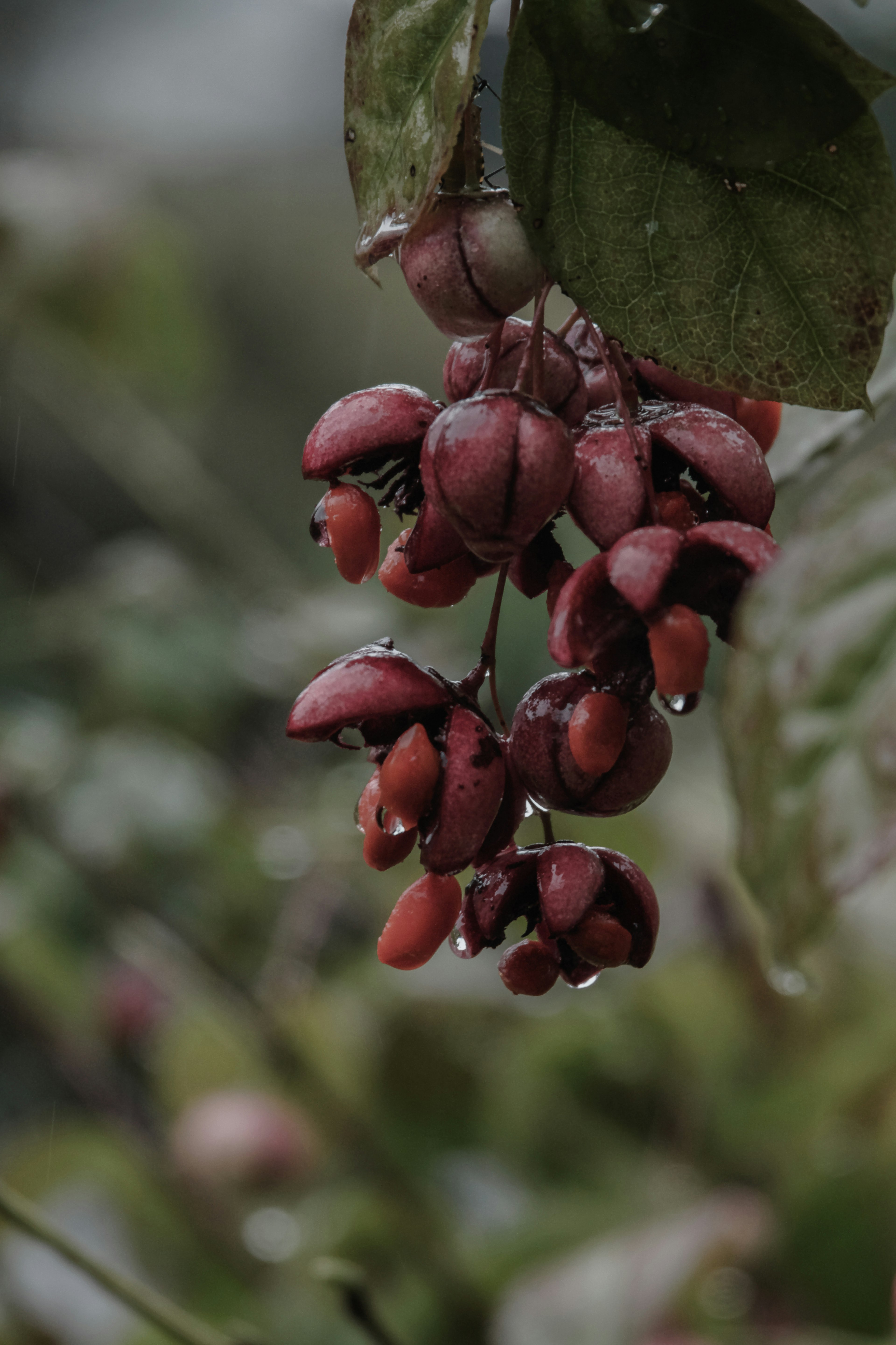 Kumpulan beri merah yang berkilau dengan tetesan air