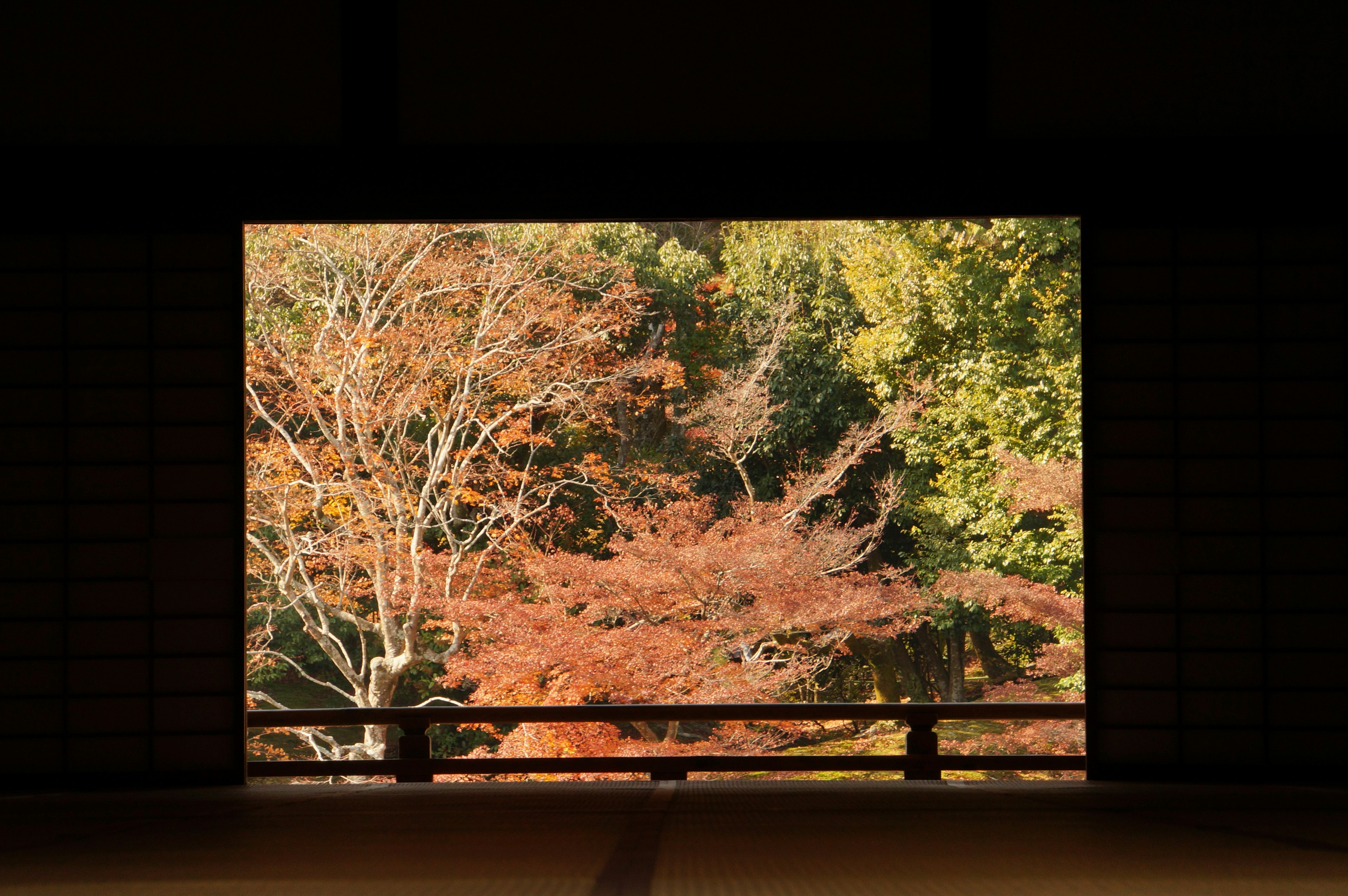 Blick auf Herbstlaub durch ein Fenster