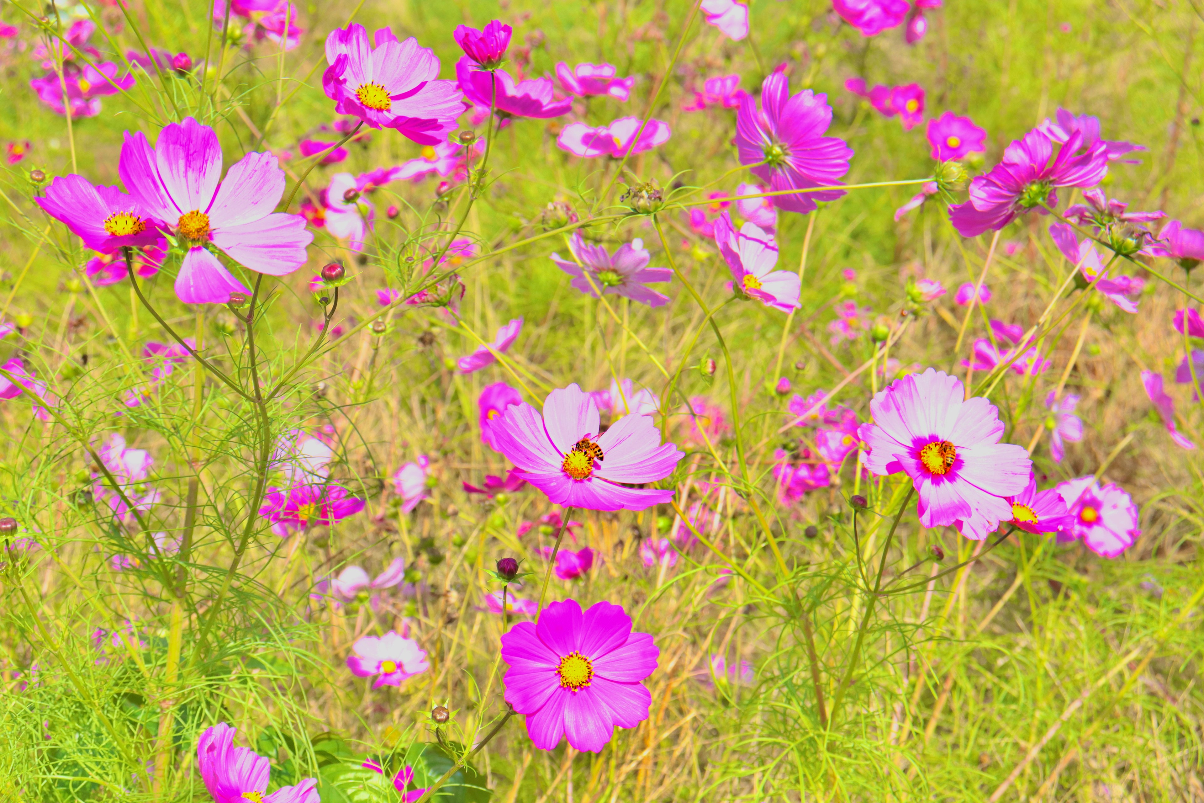 Campo de flores de cosmos rosas en flor