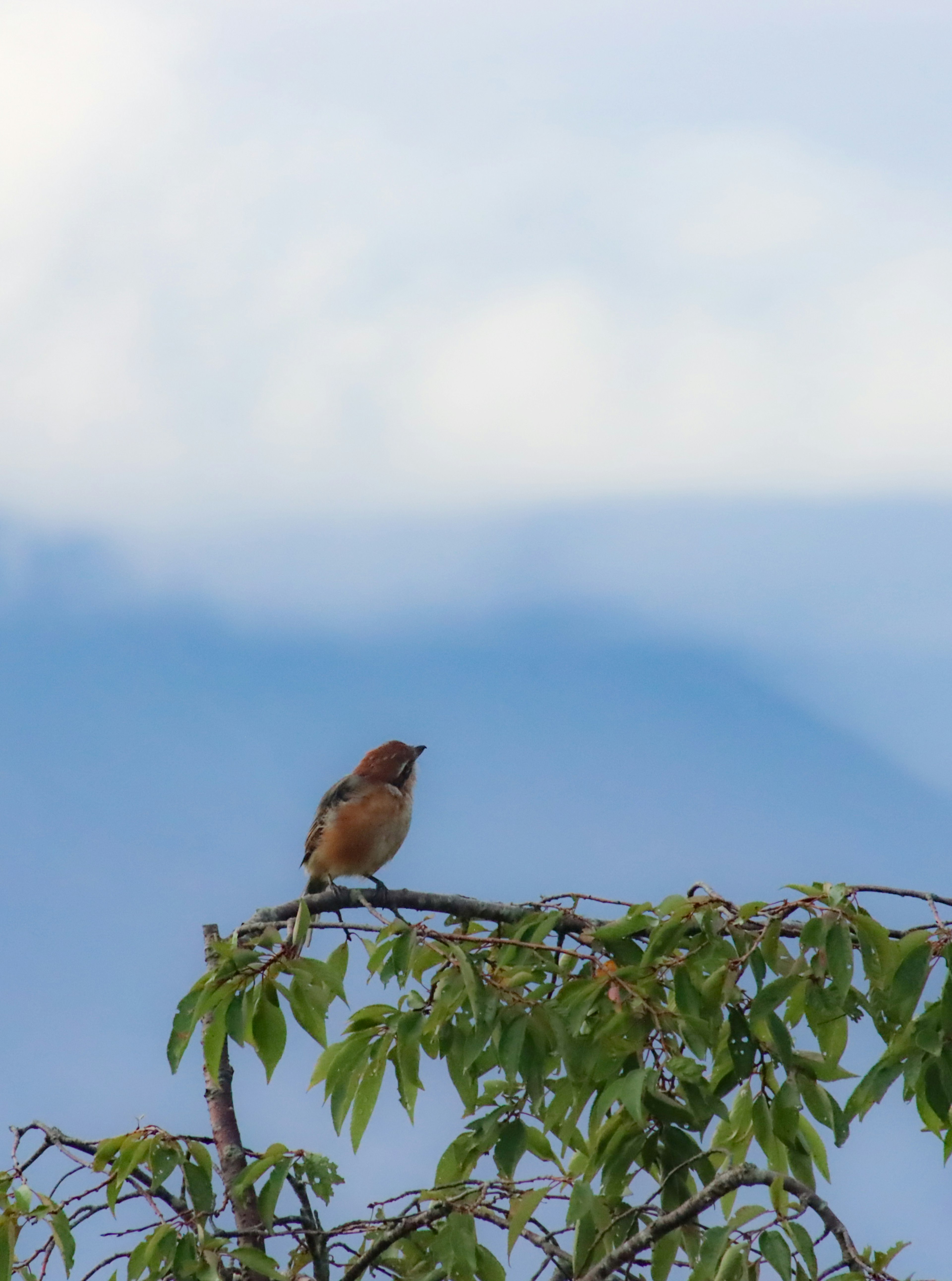 A bird perched on a branch under a blue sky