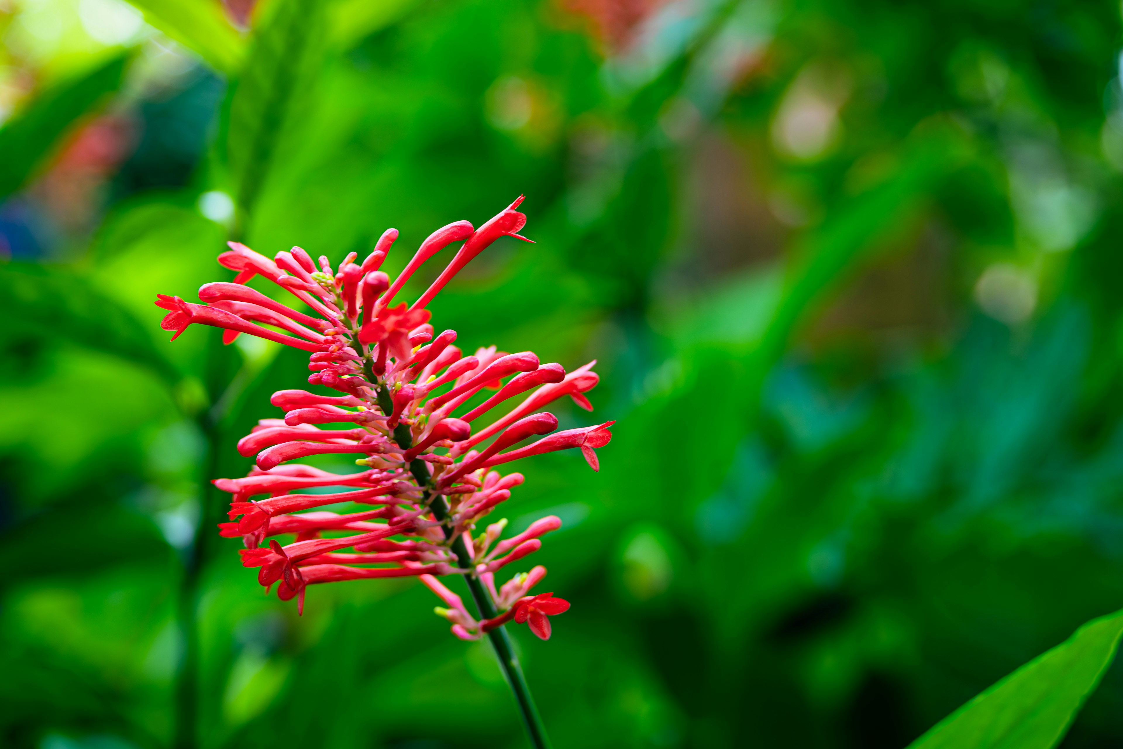 Una flor roja vibrante se destaca entre hojas verdes exuberantes