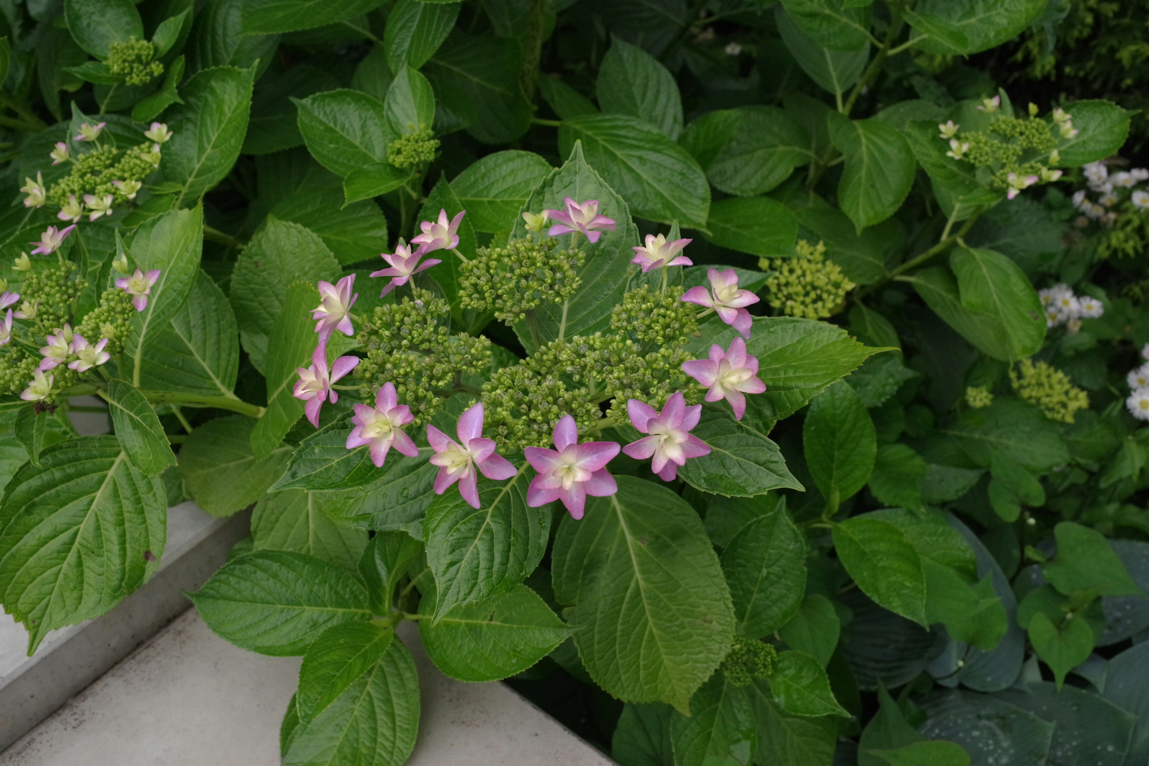 Cluster von rosa Blumen umgeben von grünen Blättern