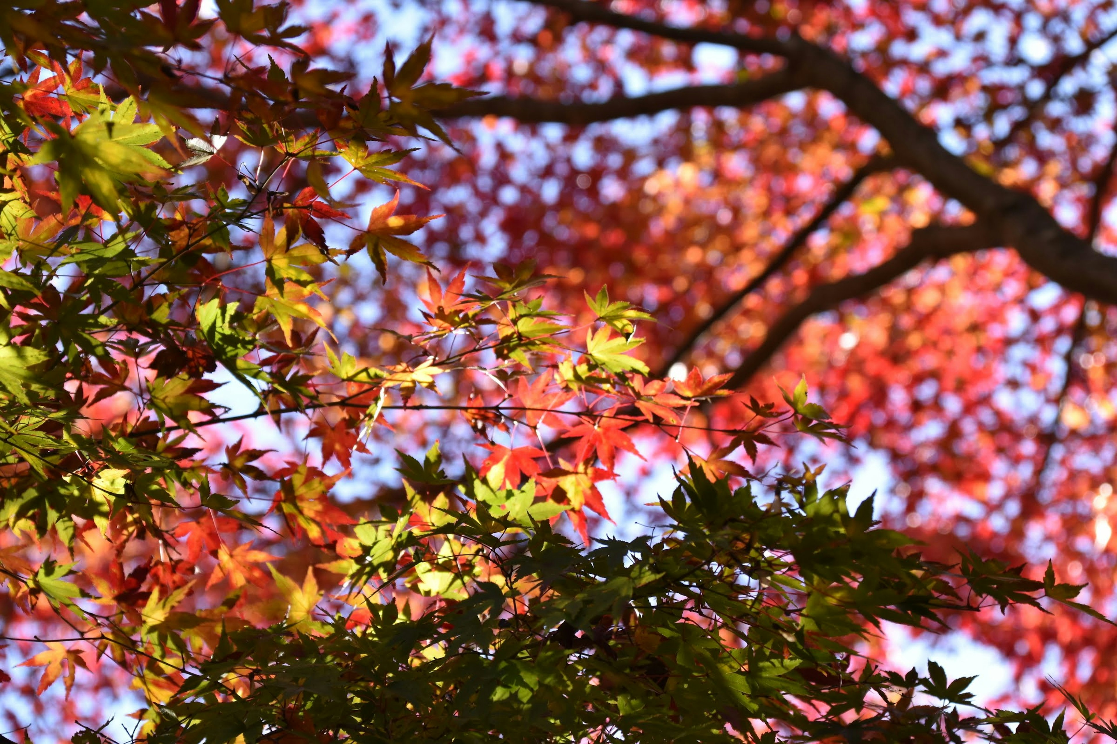 ภาพสีสันสดใสของใบไม้ฤดูใบไม้ร่วงซ้อนกัน