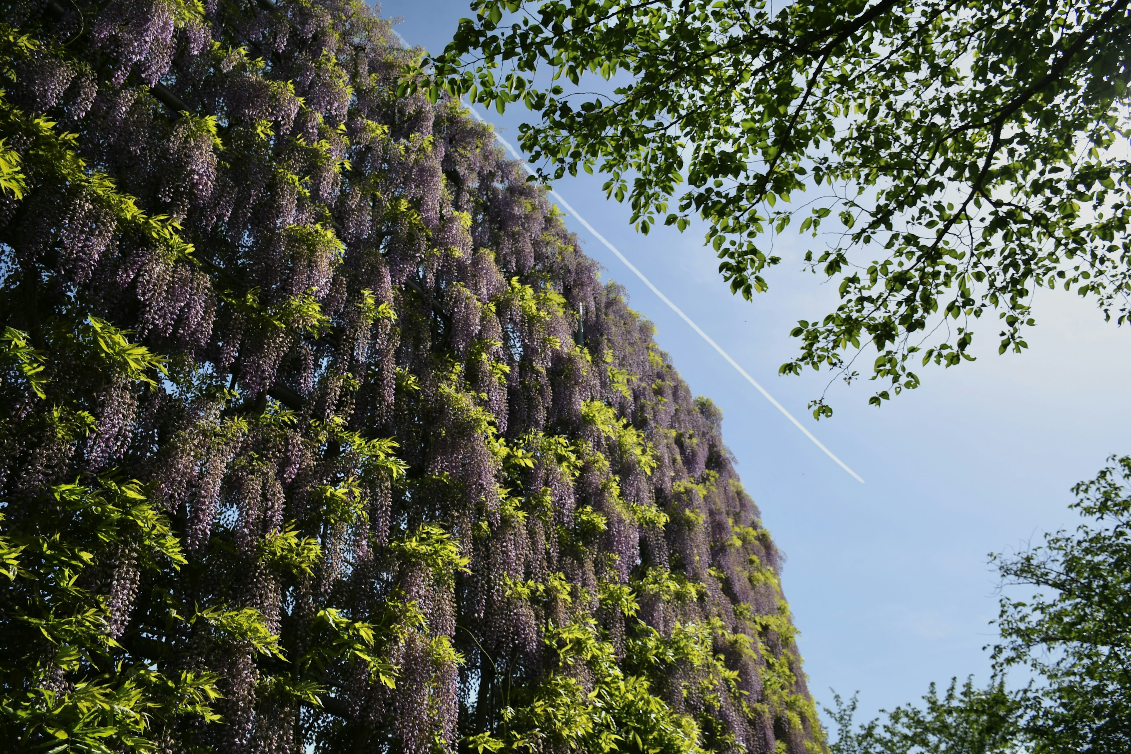 緑の葉と藤の花が咲く壁のある建物の写真青空に飛行機雲が見える