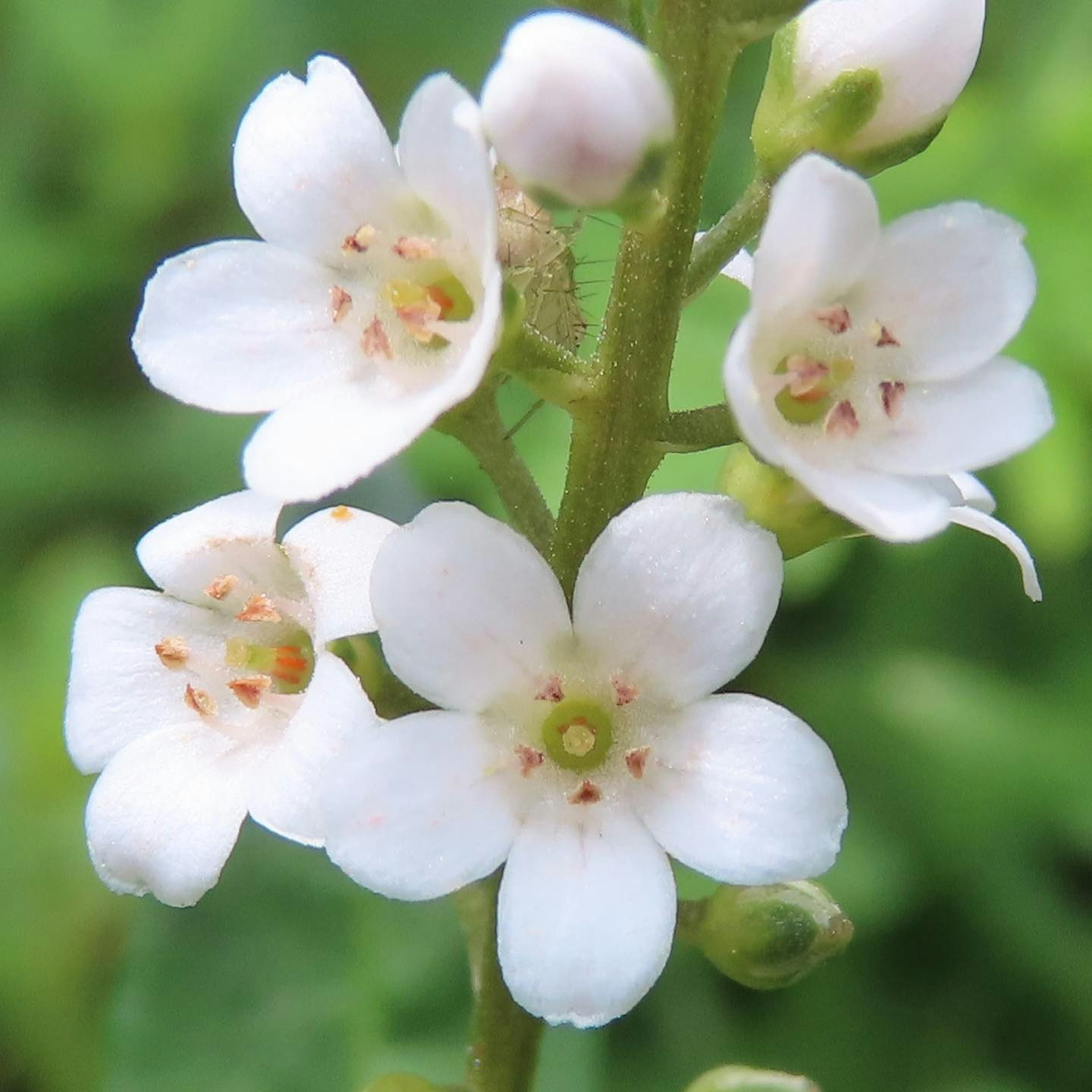 Close-up image of a flowering plant with white flowers against a green background