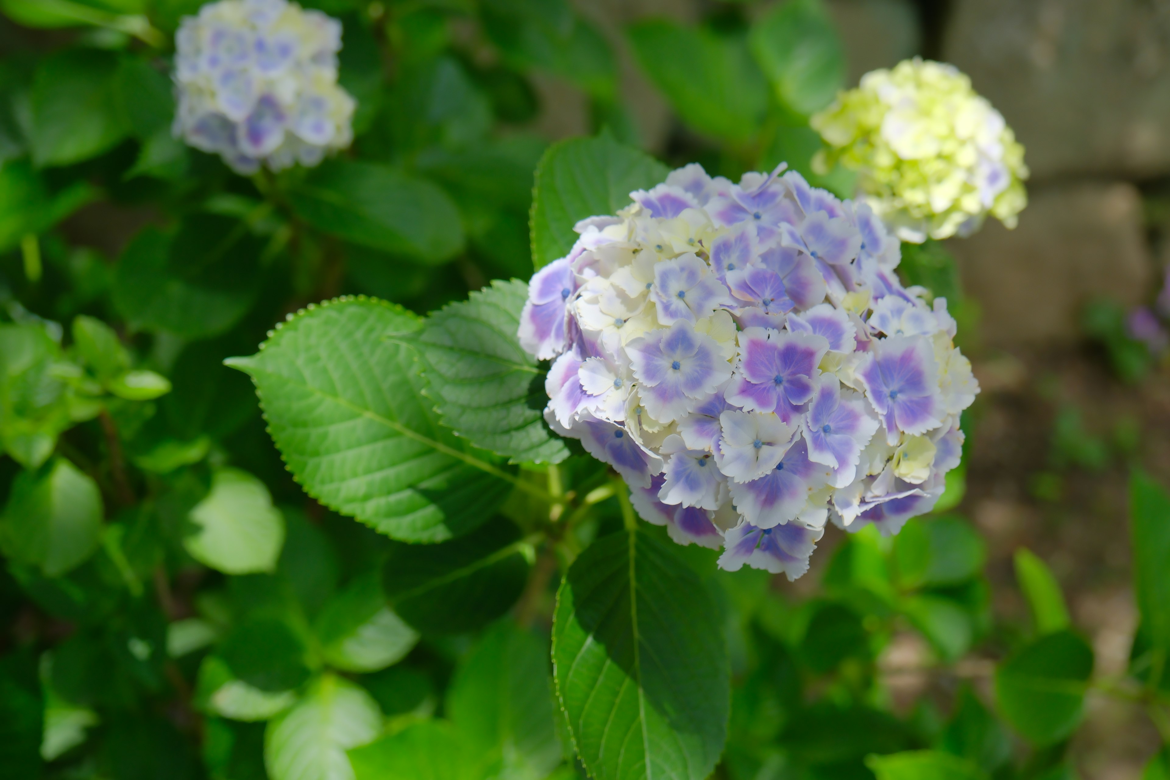 Pianta di ortensia con fiori blu-viola circondata da foglie verdi