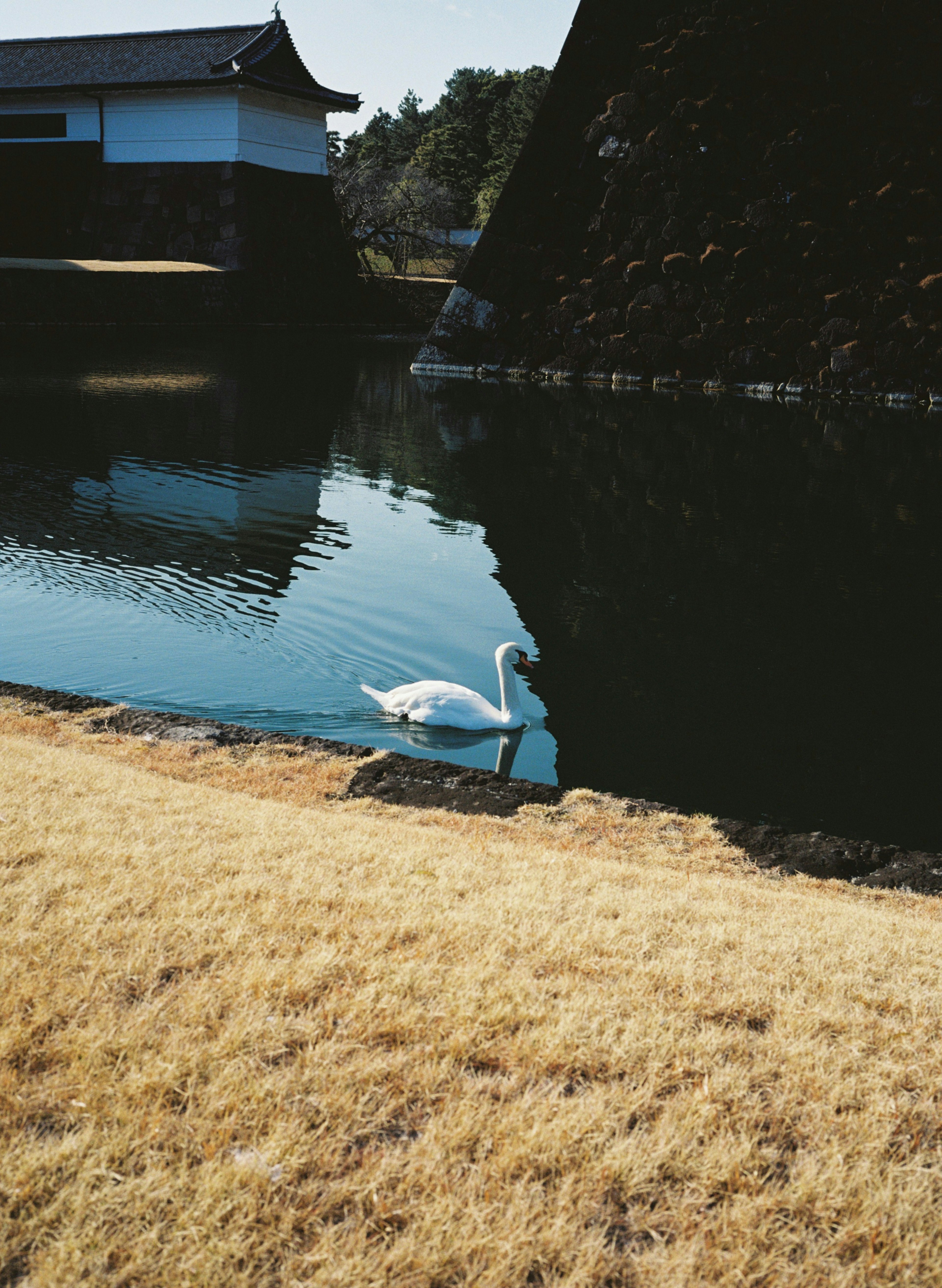 白鳥が池のほとりにいる風景 古い建物が背景にある