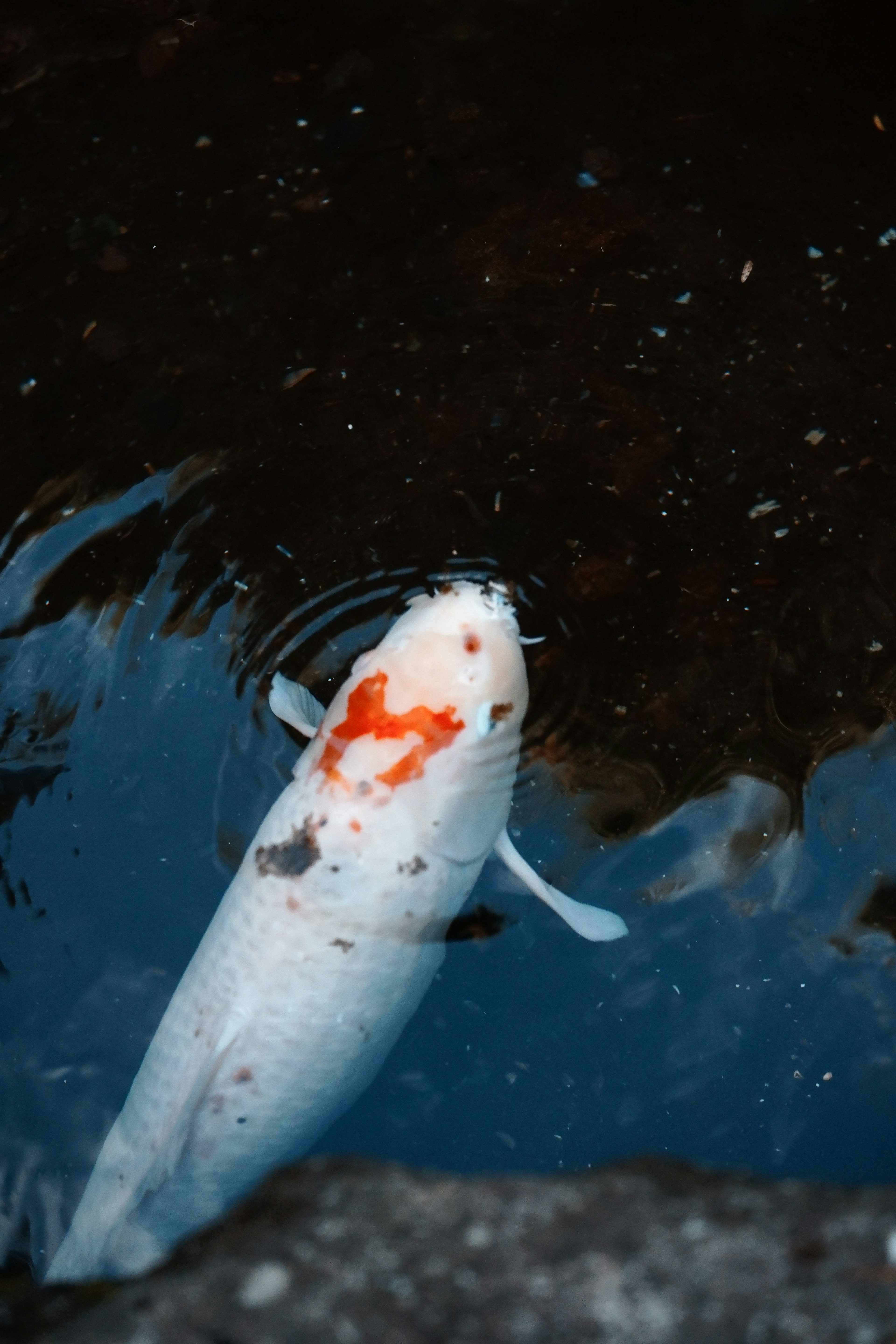 Ein weißer Koi mit orangefarbenen Flecken, der aus dem Wasser auftaucht