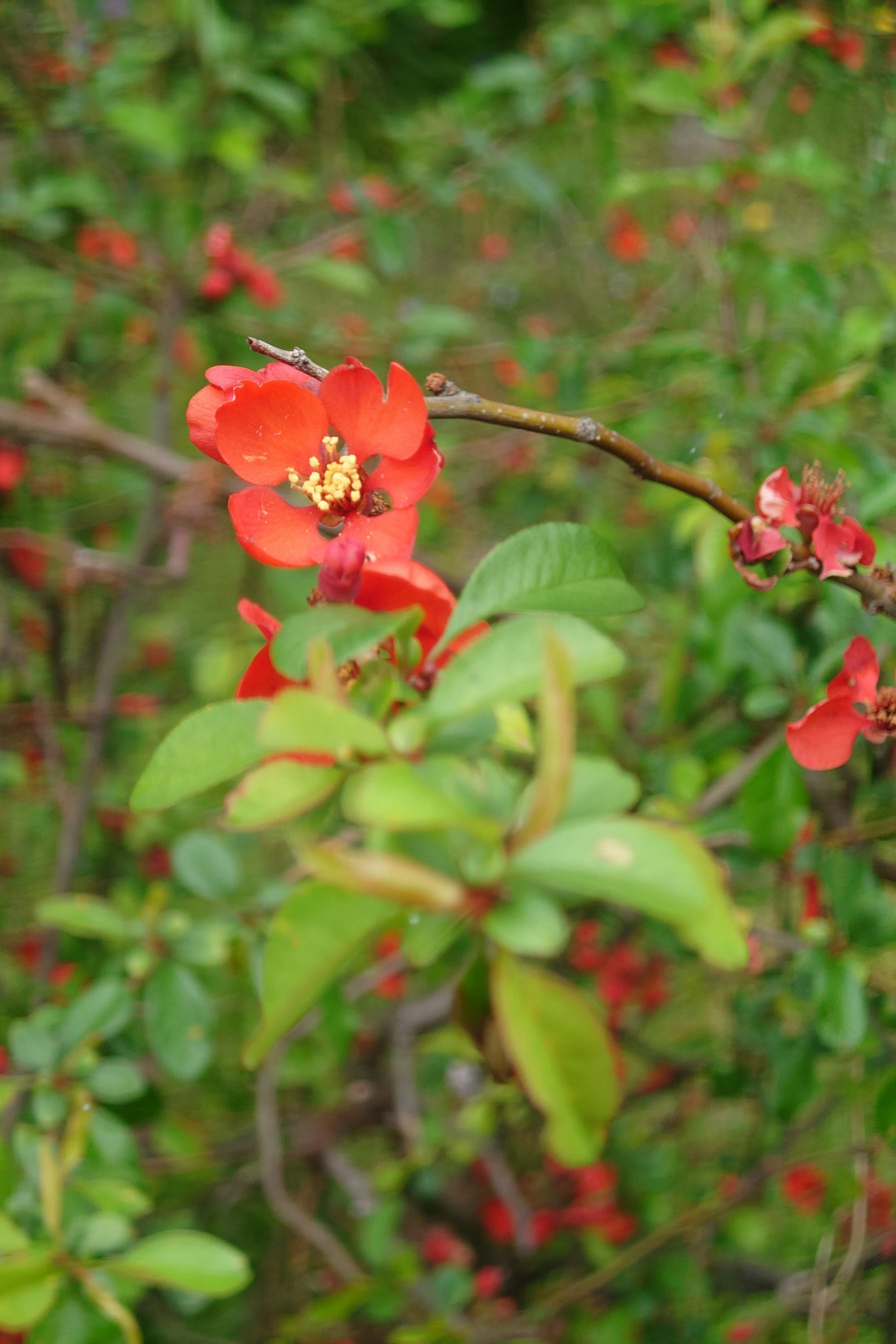 Primo piano di un fiore rosso con foglie verdi