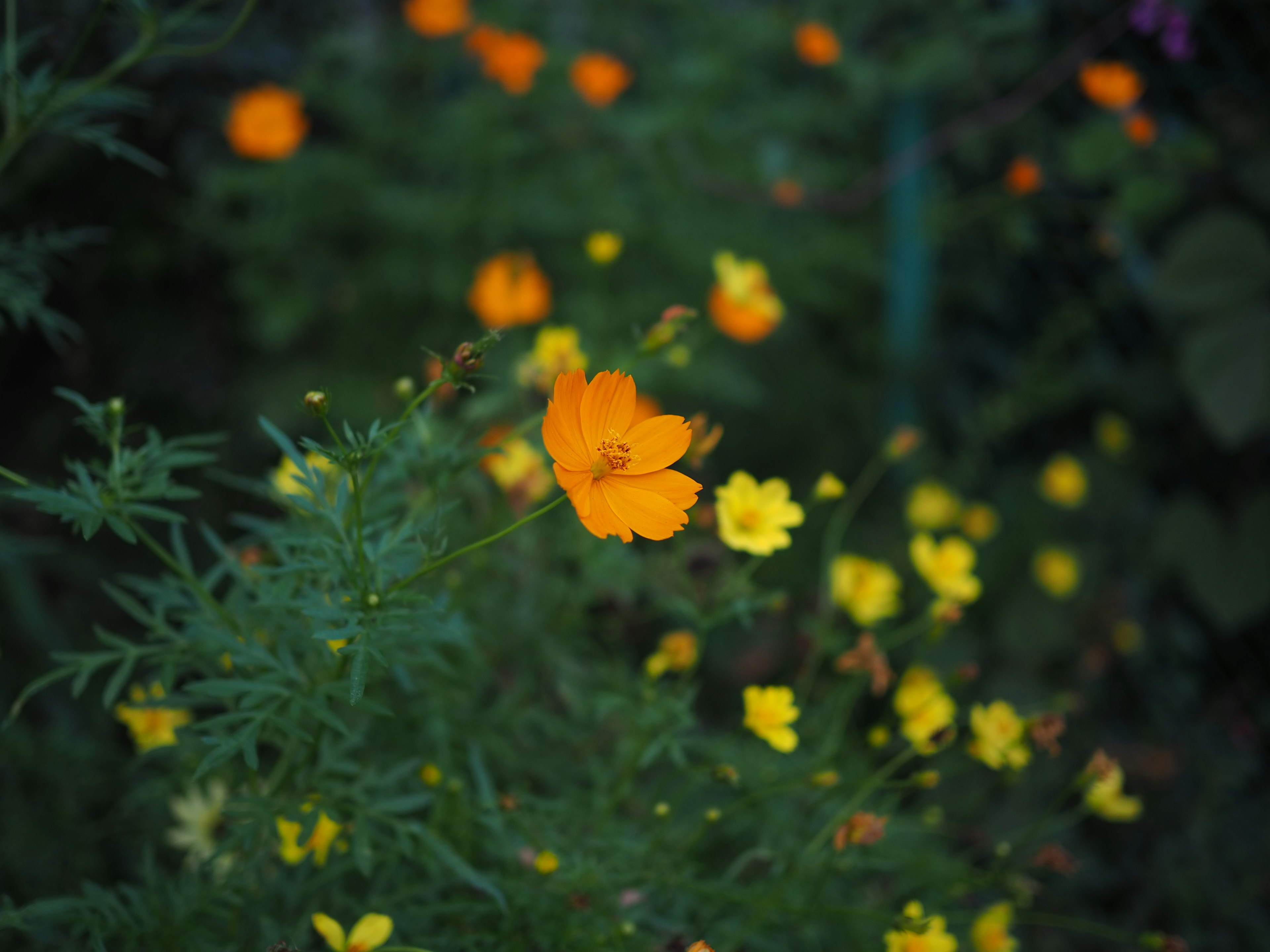 Una escena de jardín vibrante con flores naranjas y amarillas