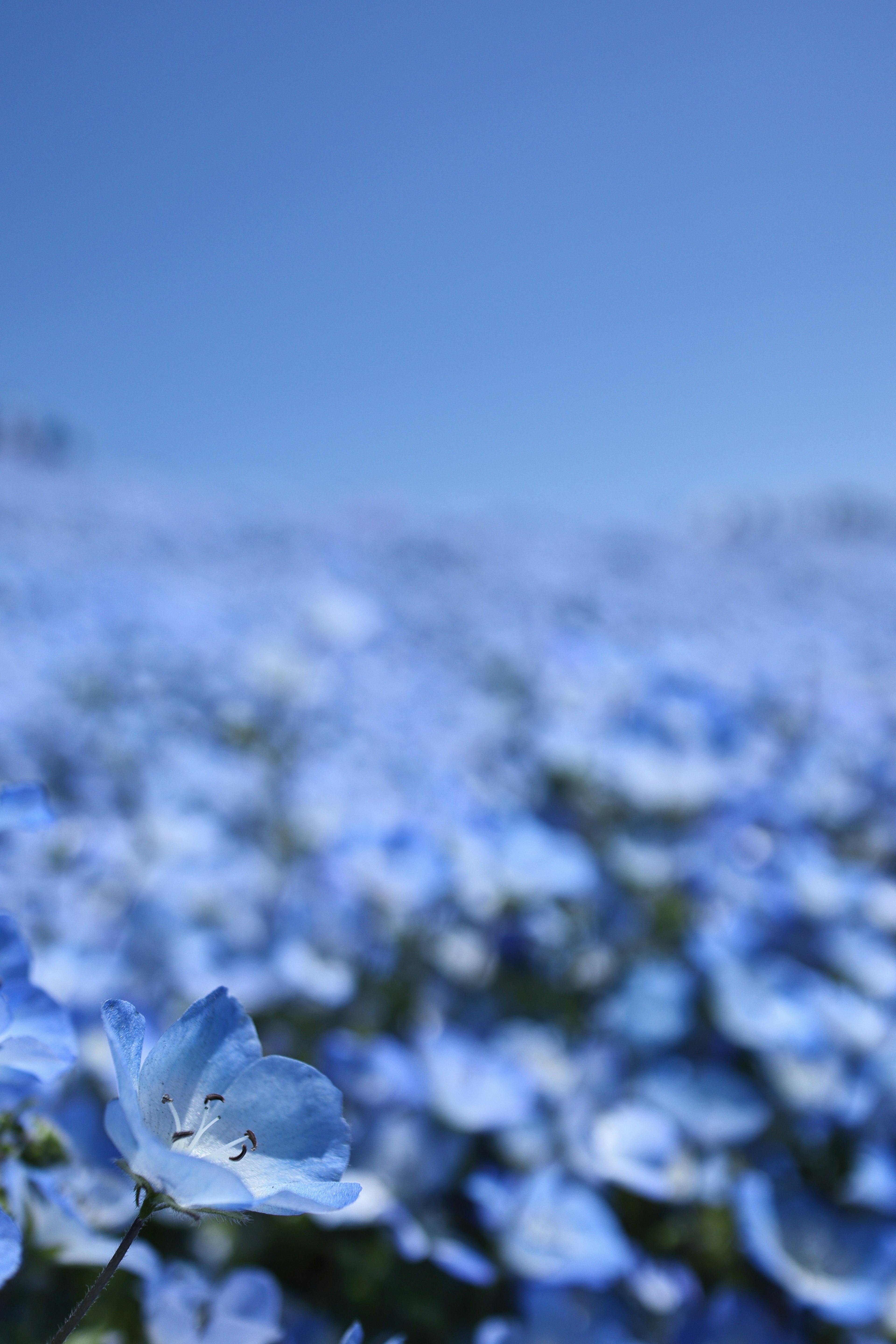 Eine Landschaft mit einem Feld blauer Blumen unter einem klaren Himmel