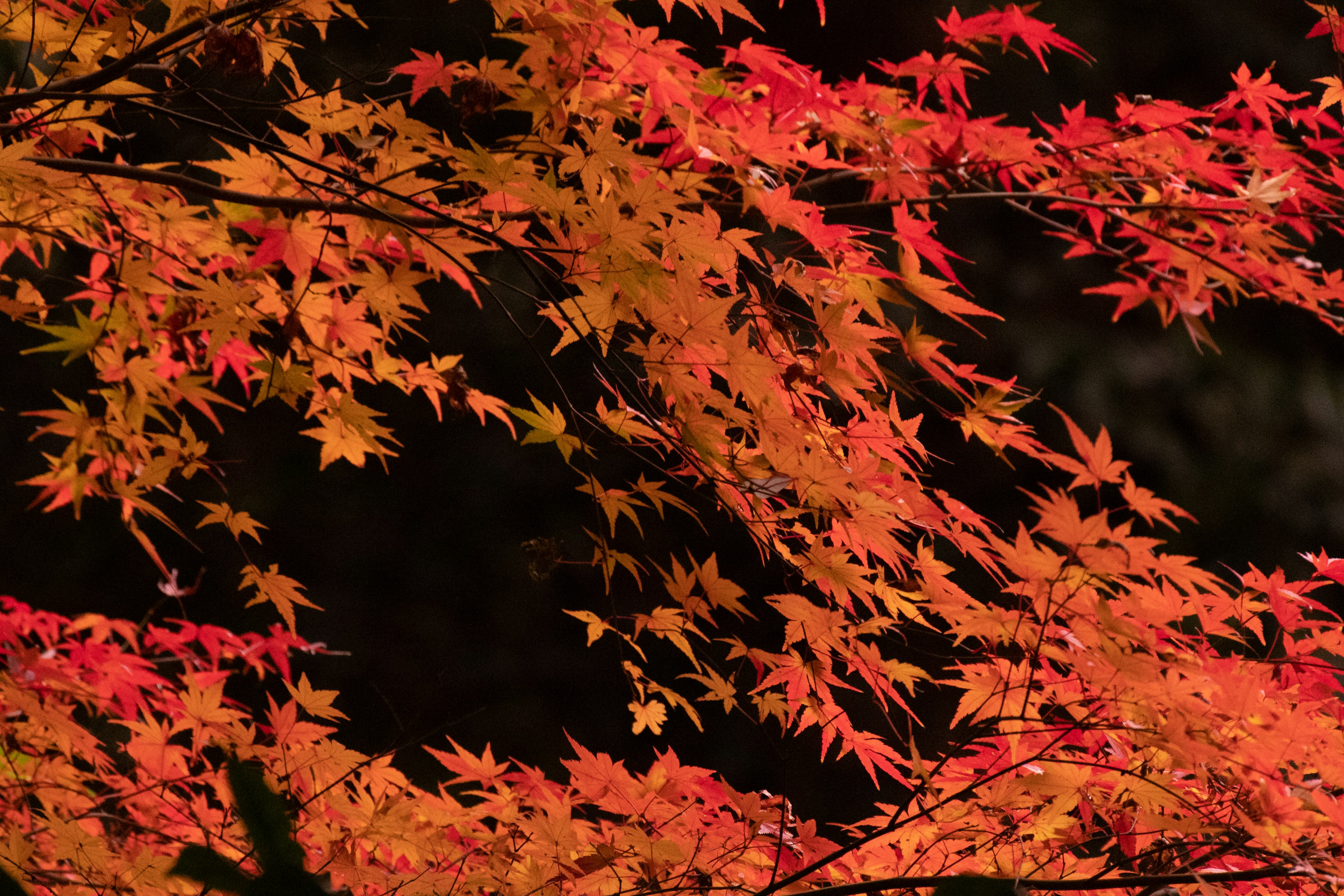 Feuilles d'érable rouges vives sur un fond sombre