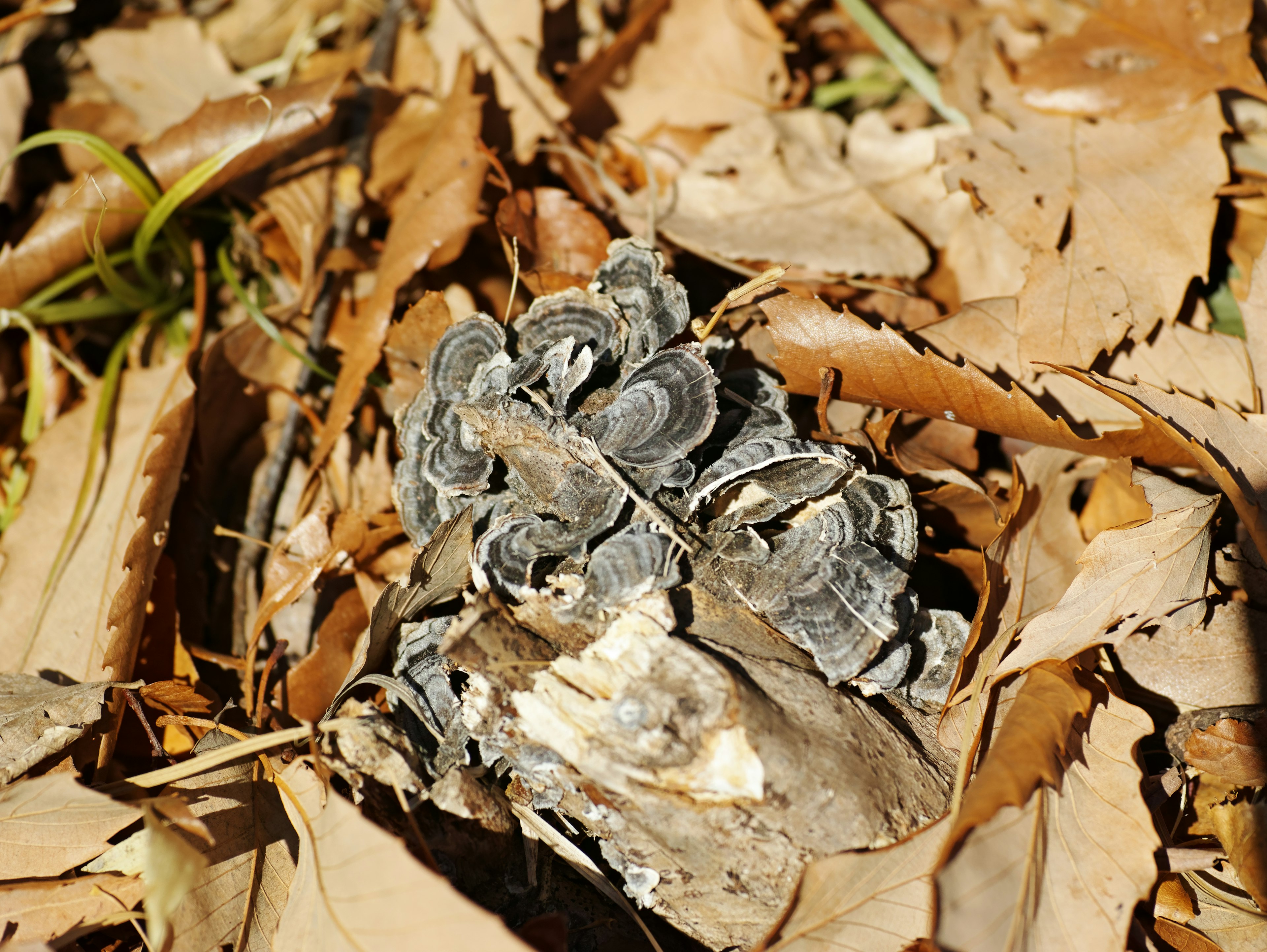 Gray mushroom camouflaged among dried leaves