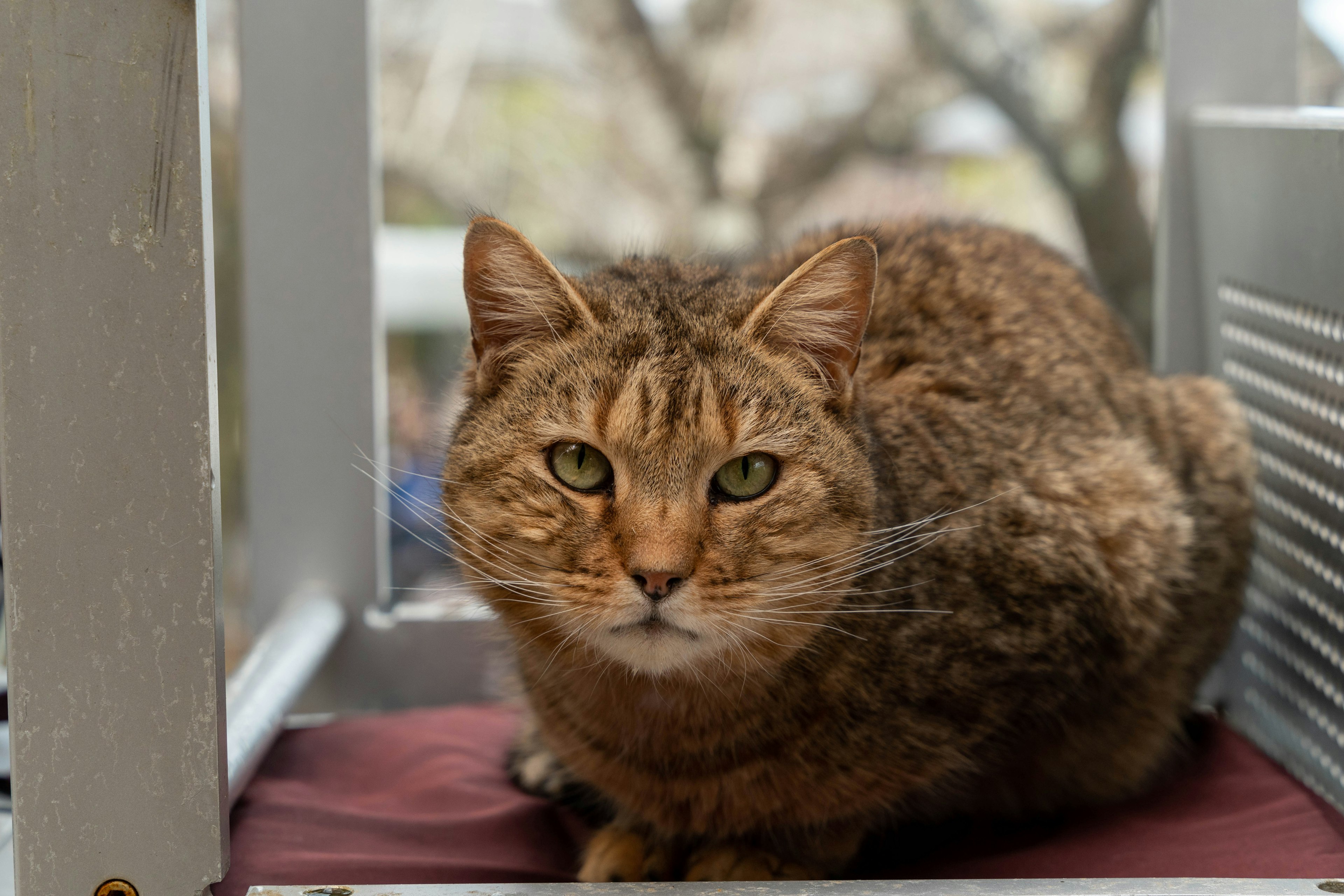 Gato de pelaje marrón sentado junto a una ventana