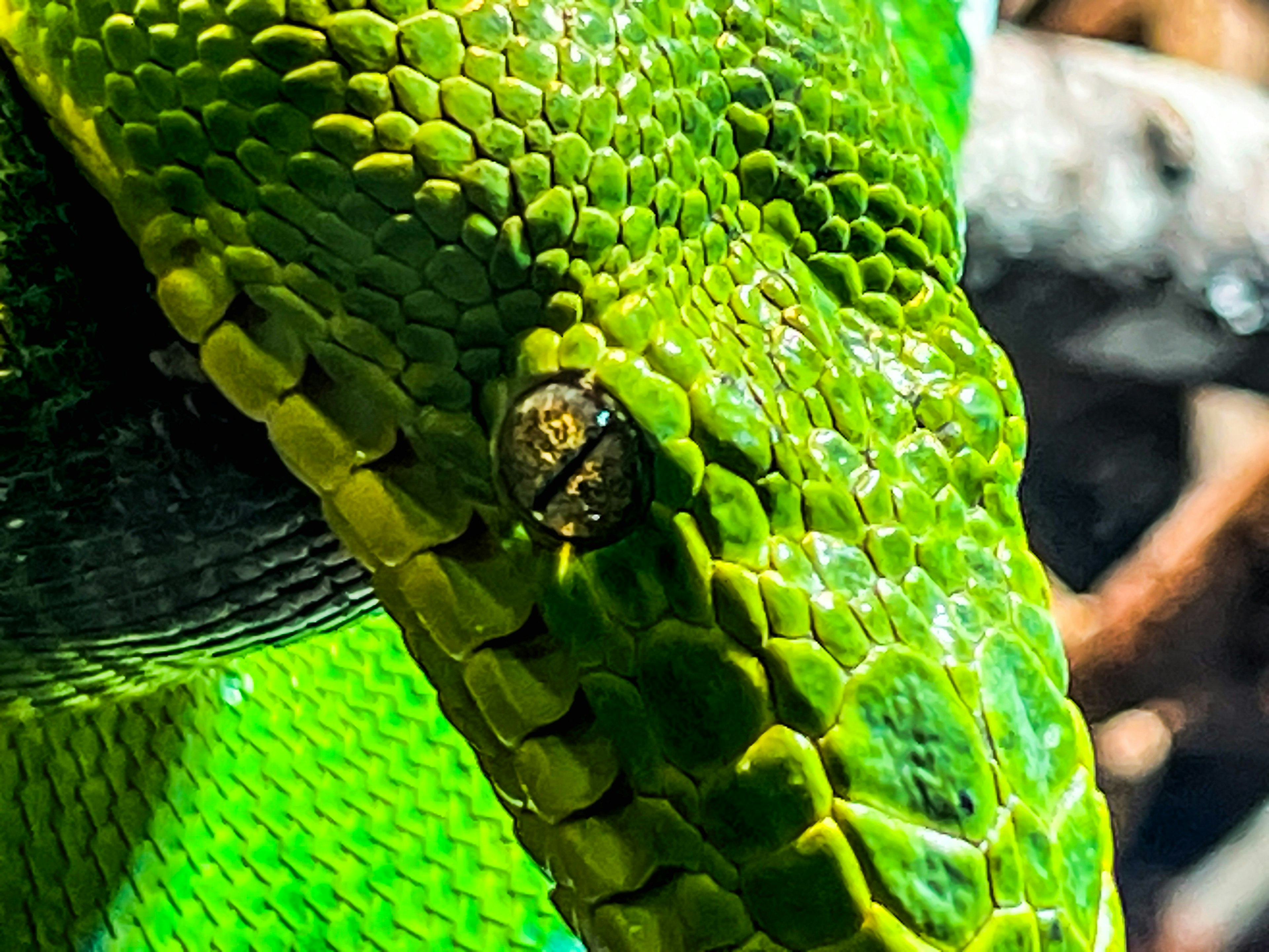 Acercamiento de una serpiente verde mostrando su ojo y escamas en detalle