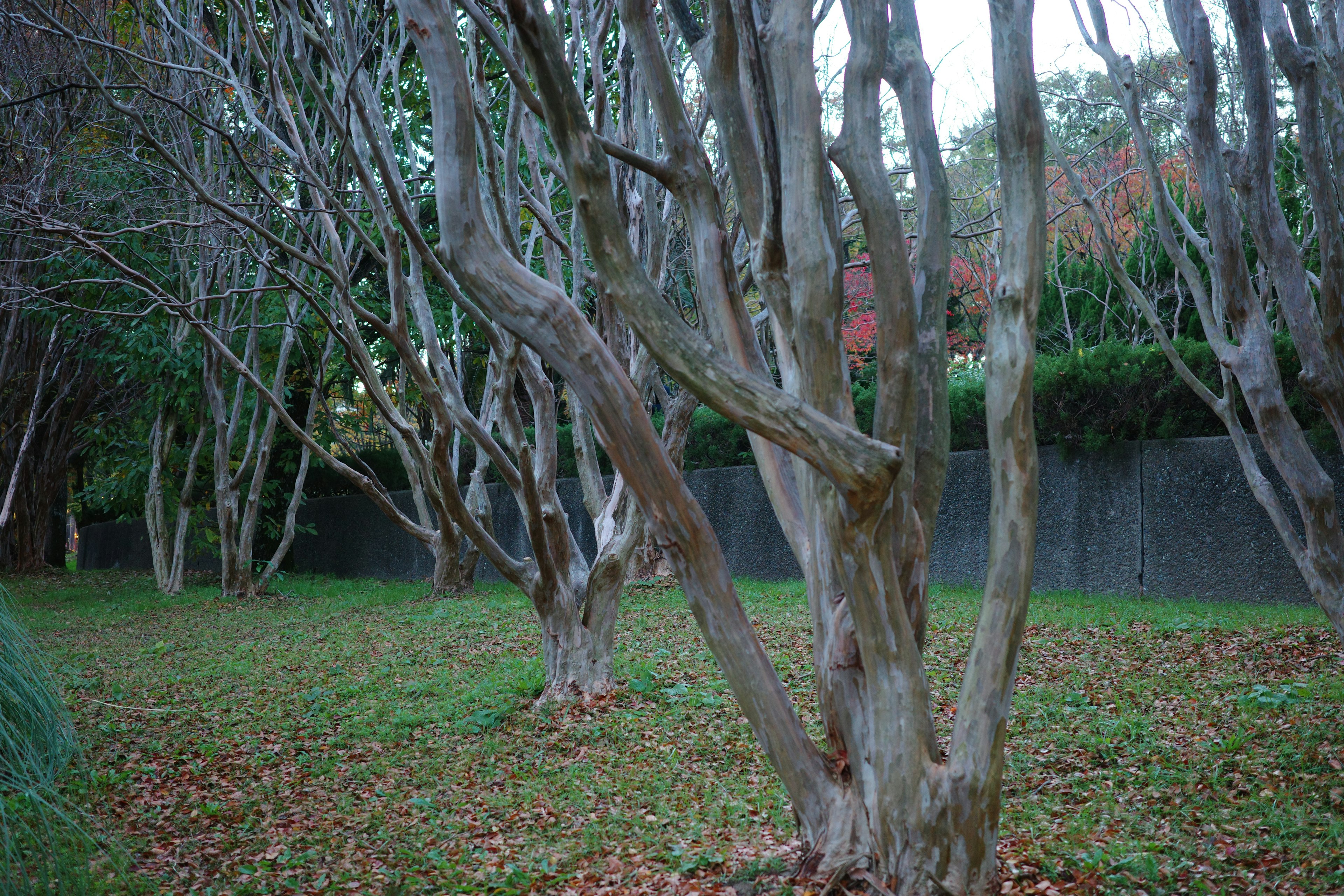 Una escena de jardín serena con árboles delgados y hojas caídas