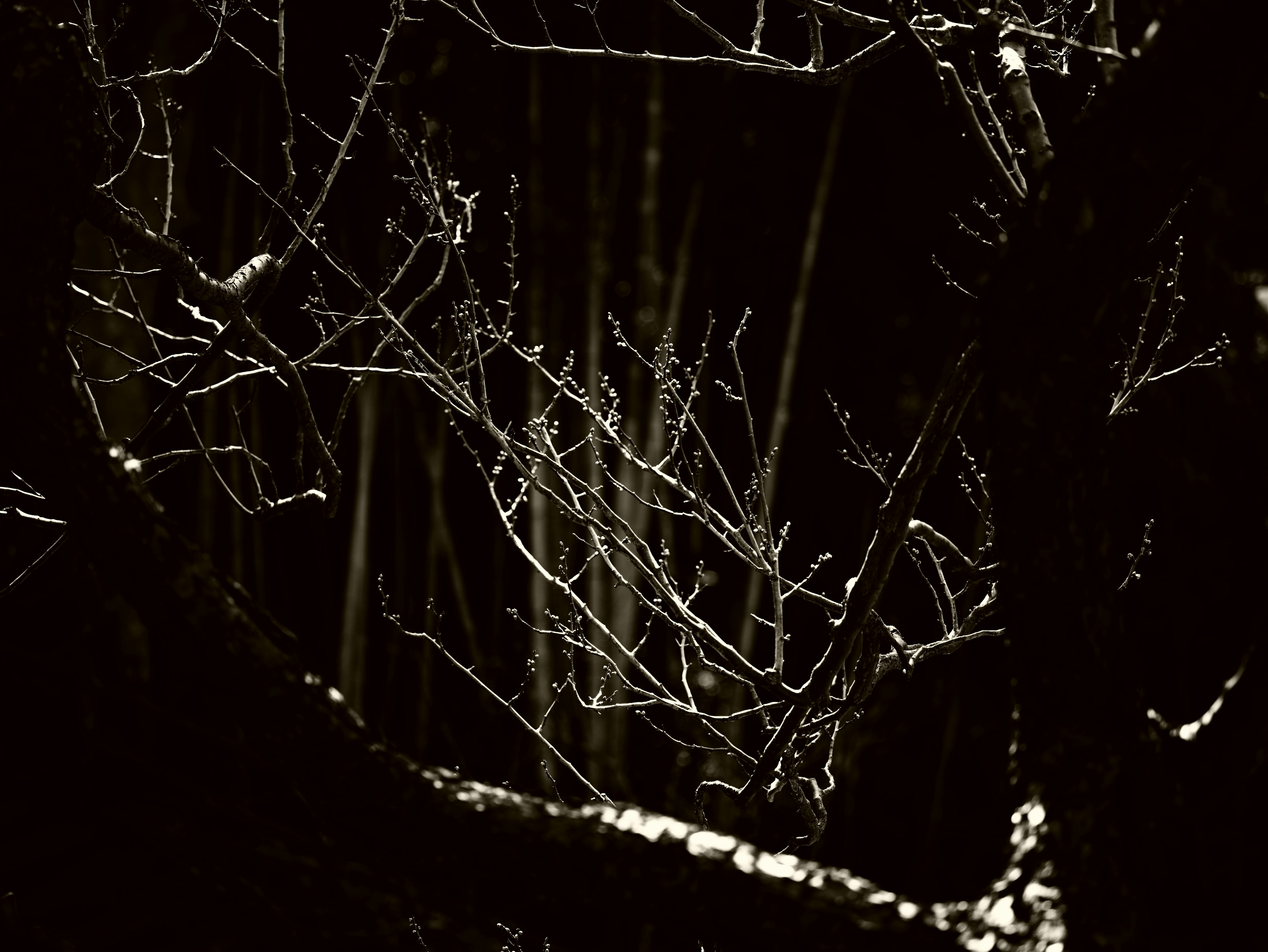 Winter scene with white branches highlighted against a dark background