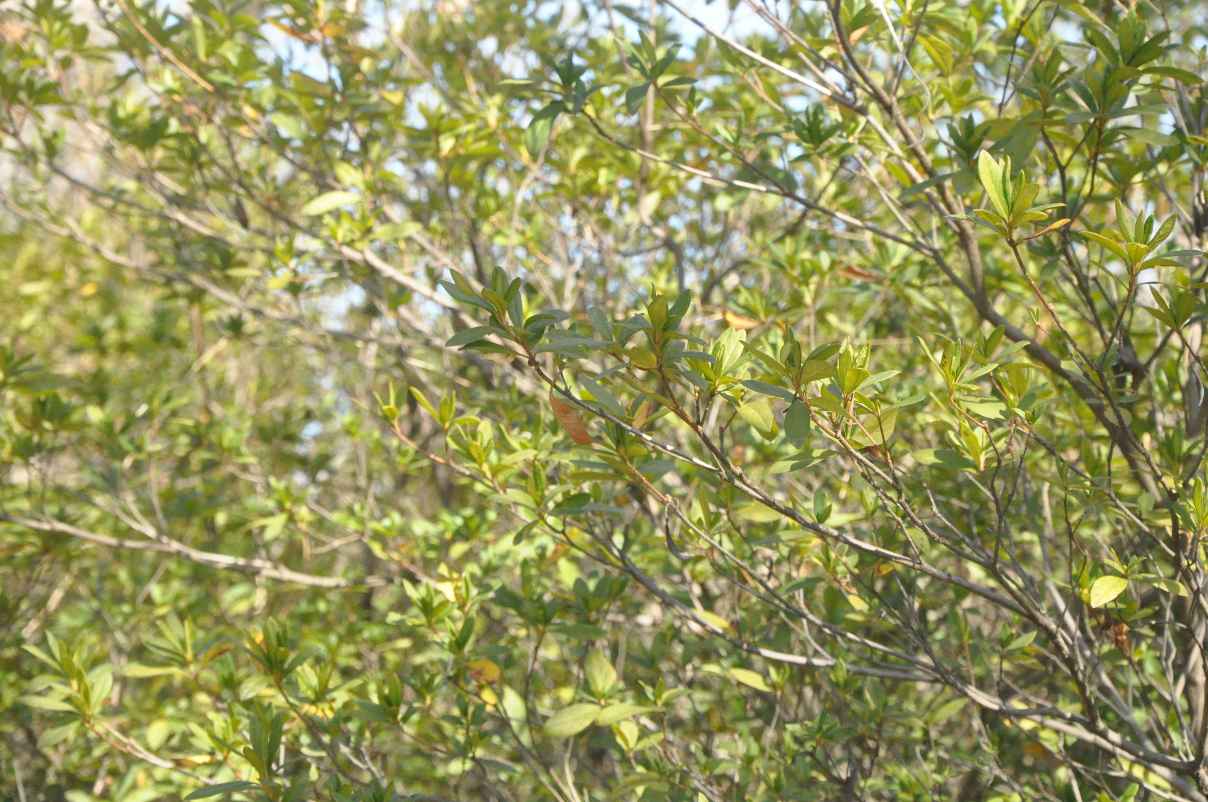 Vegetación densa con hojas verdes exuberantes