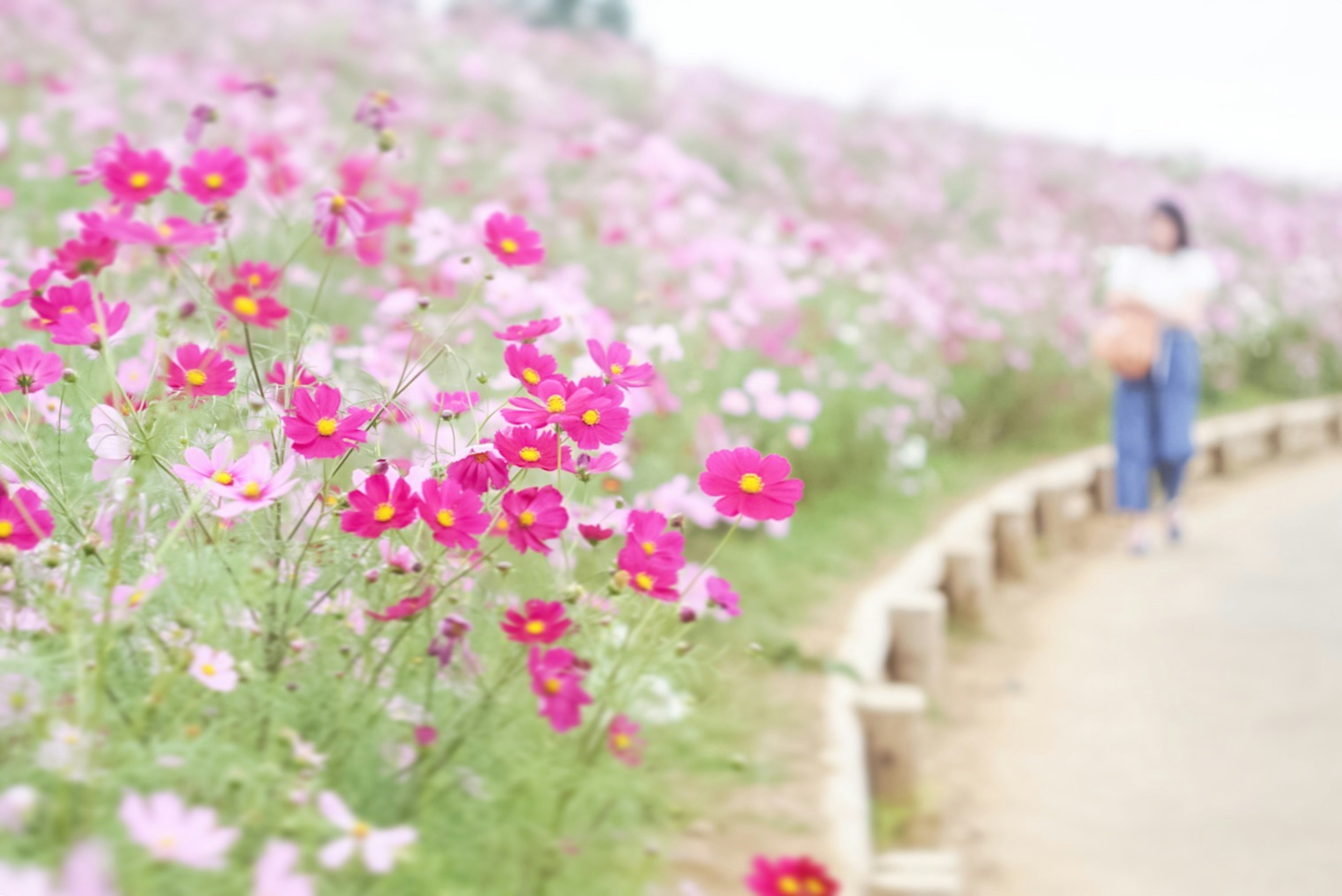 A woman walking along a path lined with blooming cosmos flowers