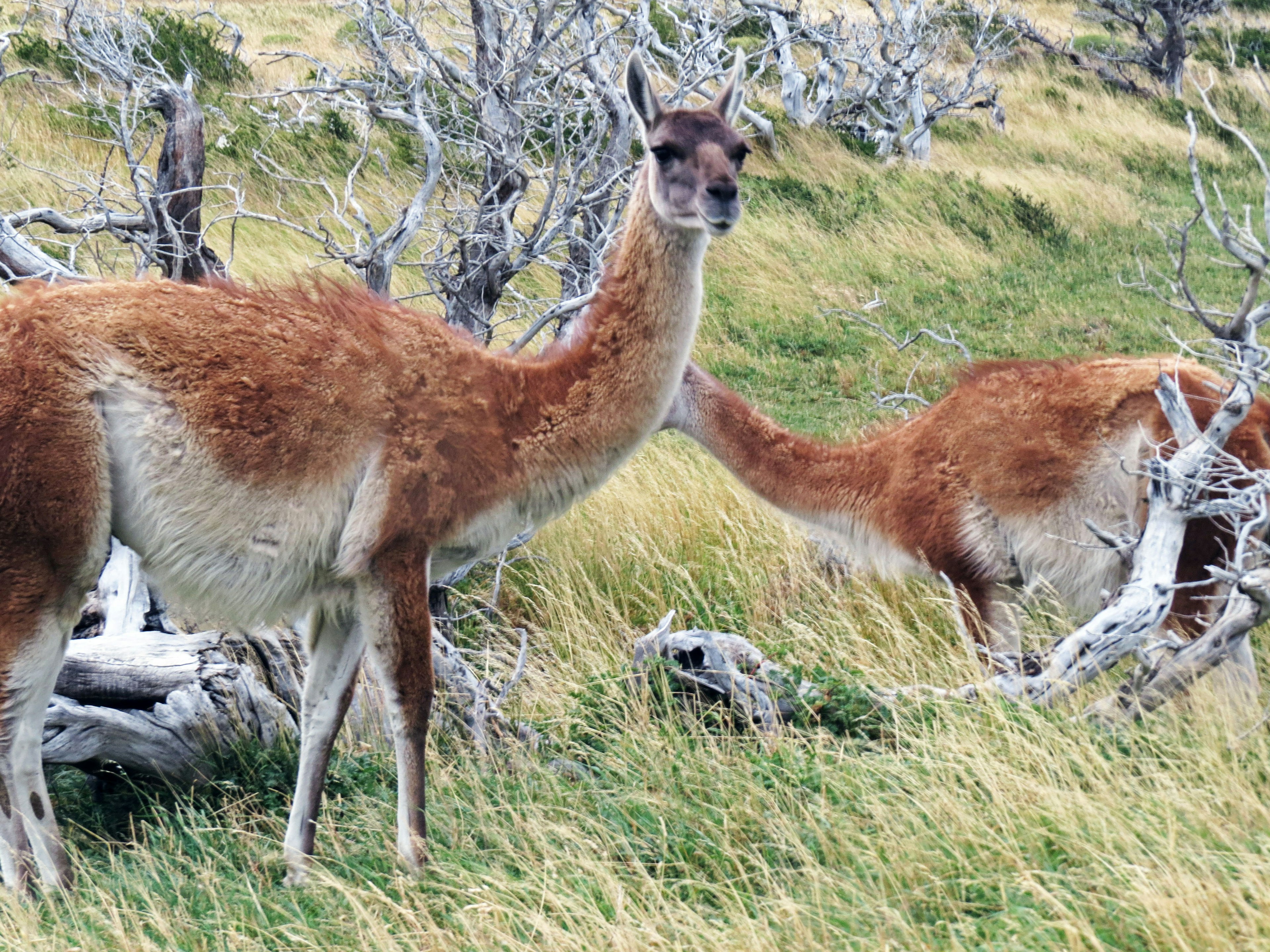 Hai con guanaco đứng trong một cánh đồng cỏ với những cây chết ở phía sau