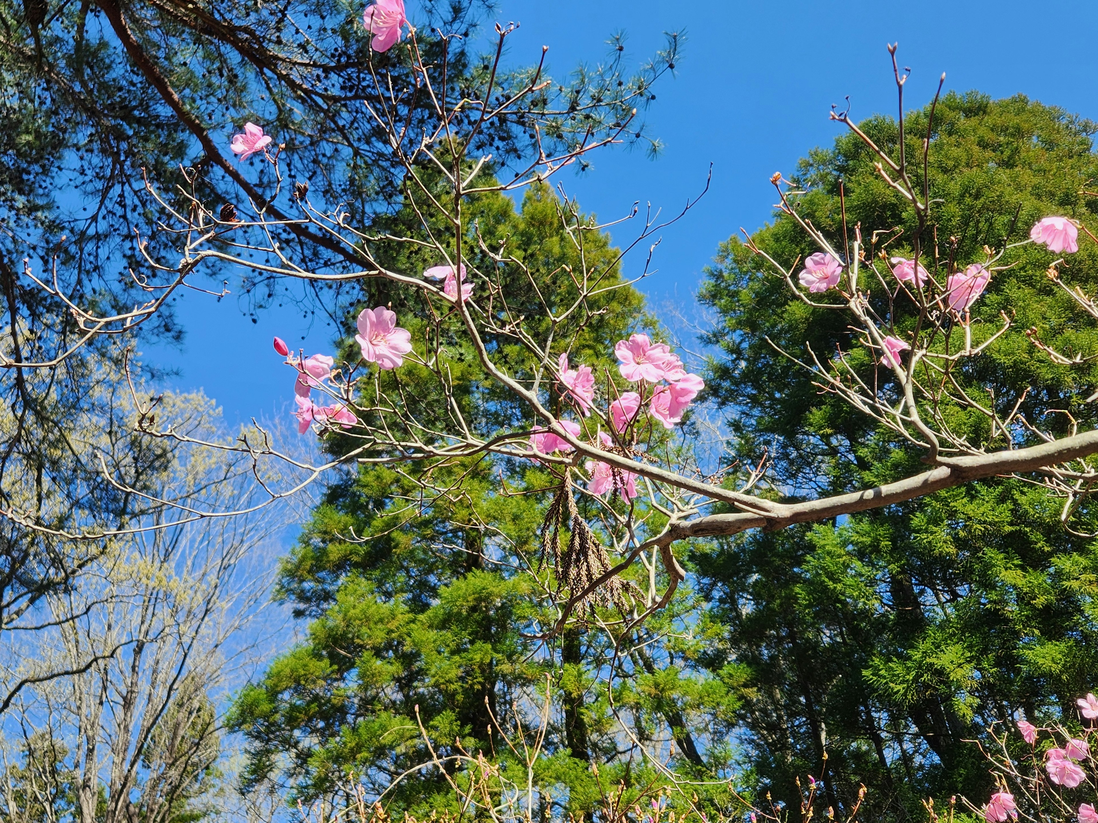 Rosa Blumen blühen unter einem blauen Himmel mit grünen Bäumen