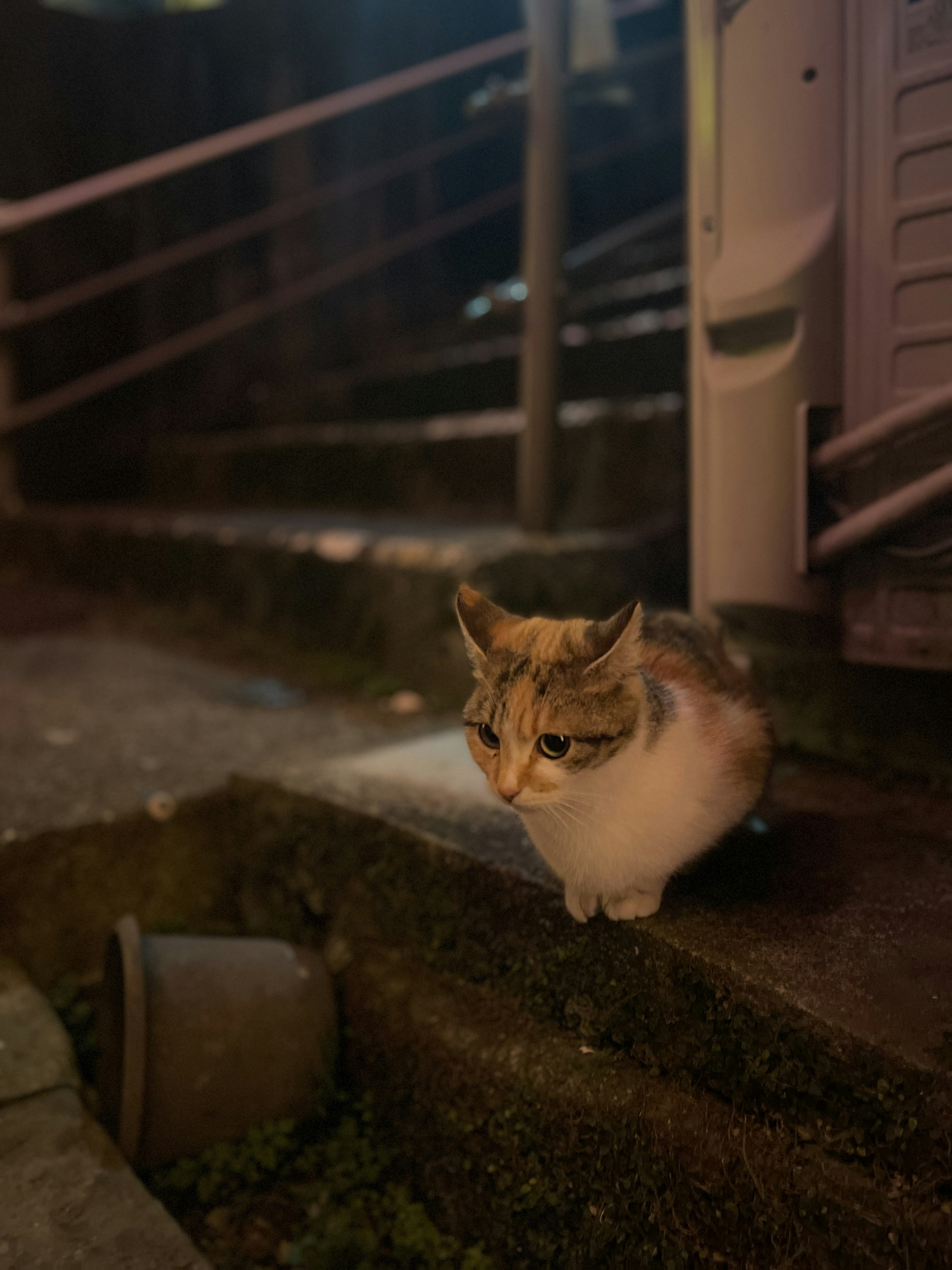 一隻貓坐在台階上，夜晚的城市環境