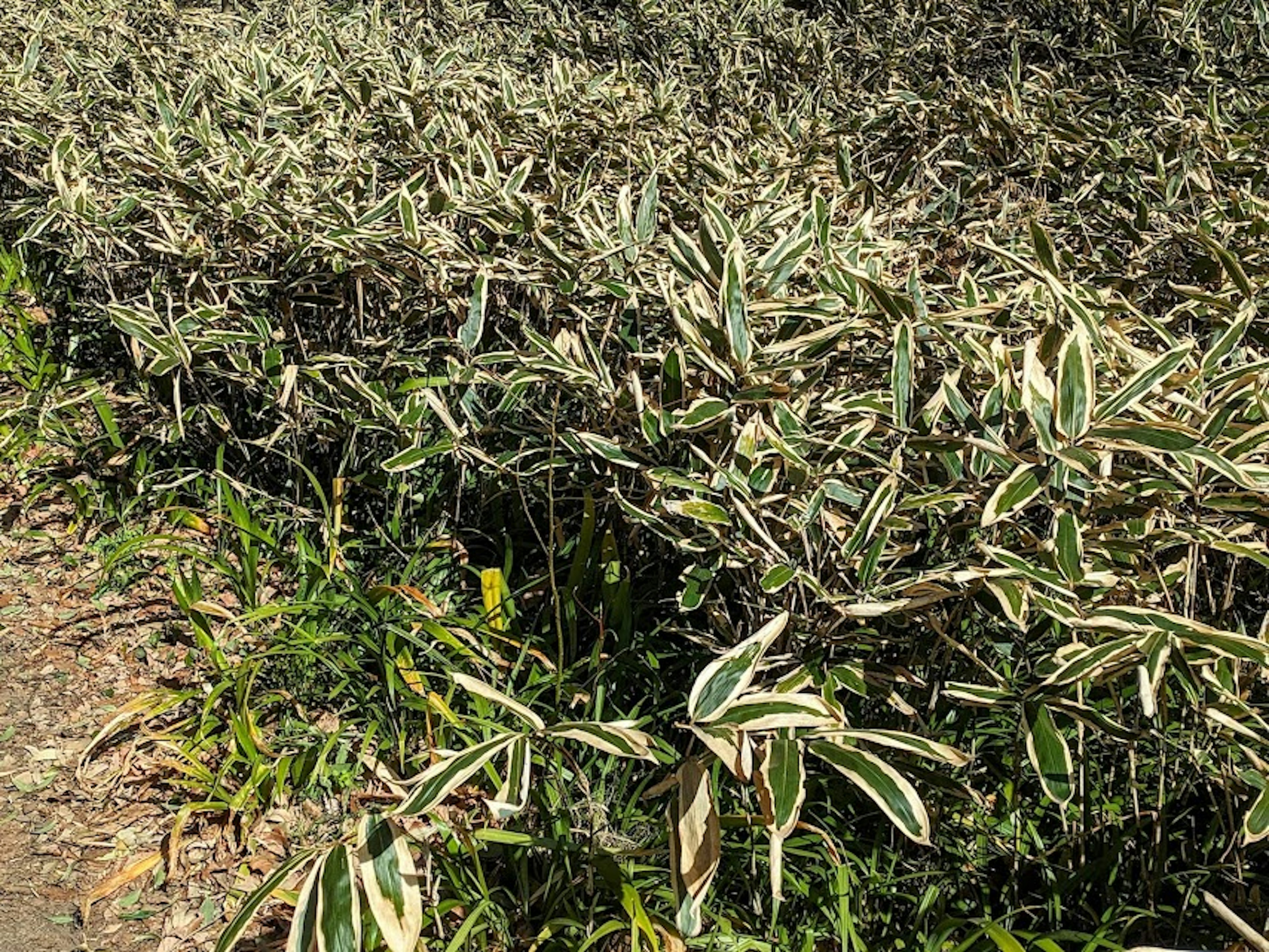 Dense cluster of shrubs with green and white striped leaves