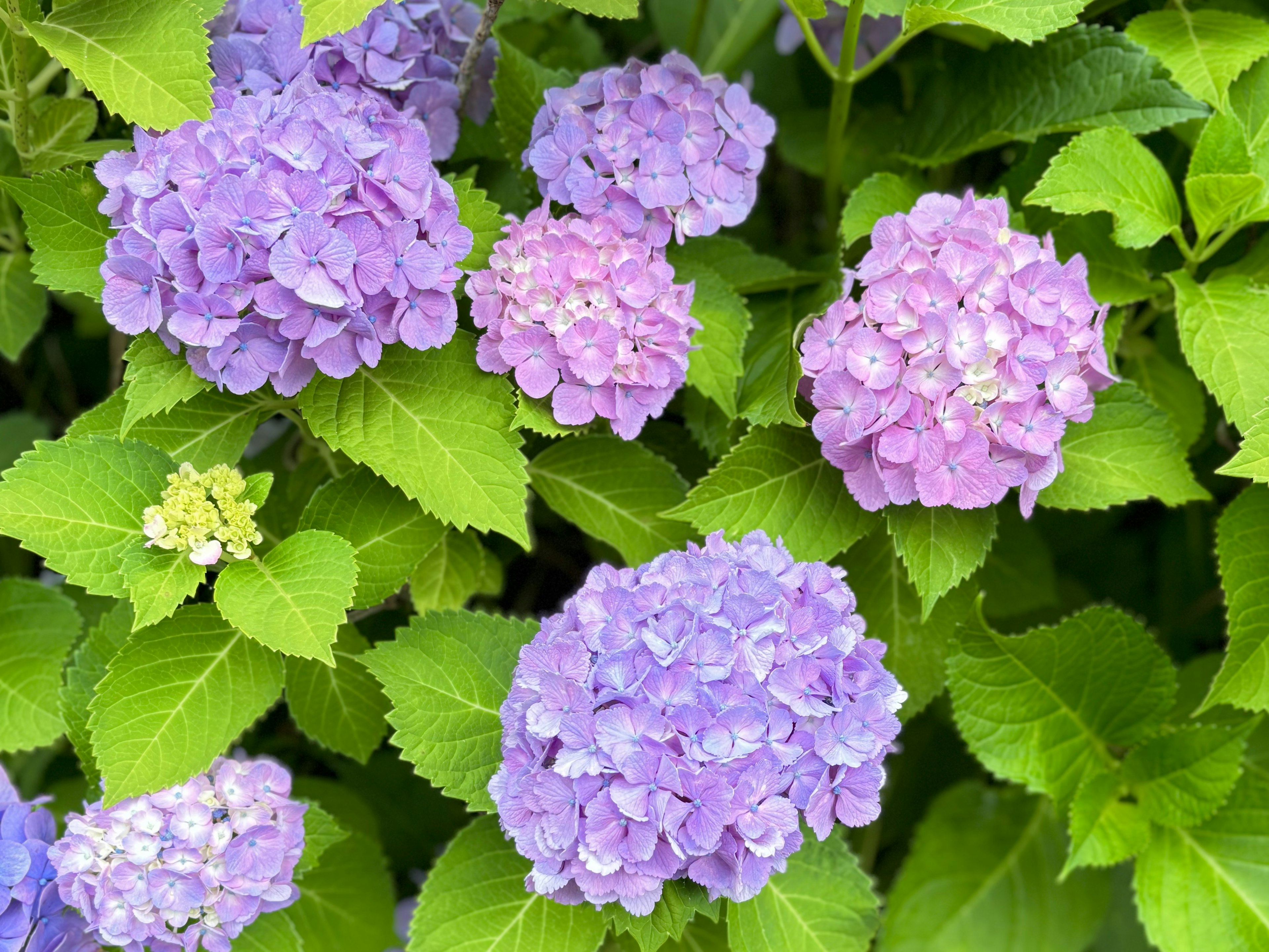 色とりどりの紫陽花の花が緑の葉に囲まれて咲いているシーン