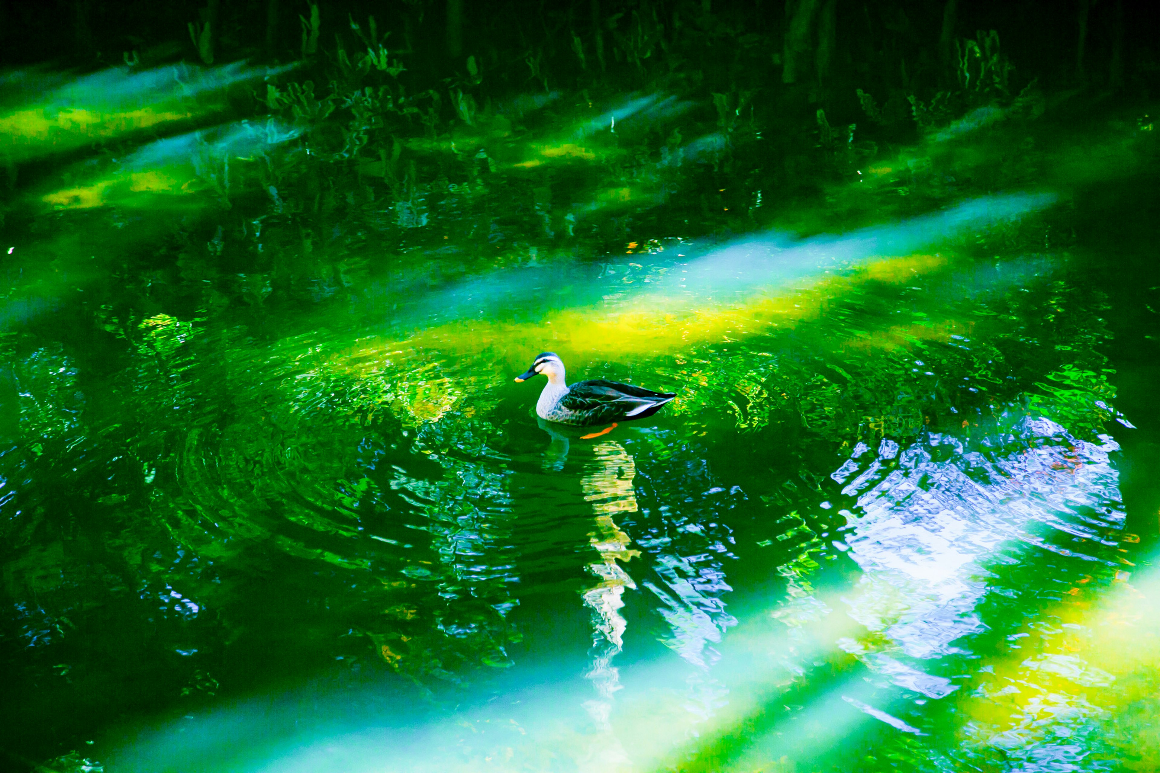 Duck swimming in vibrant green water with light reflections