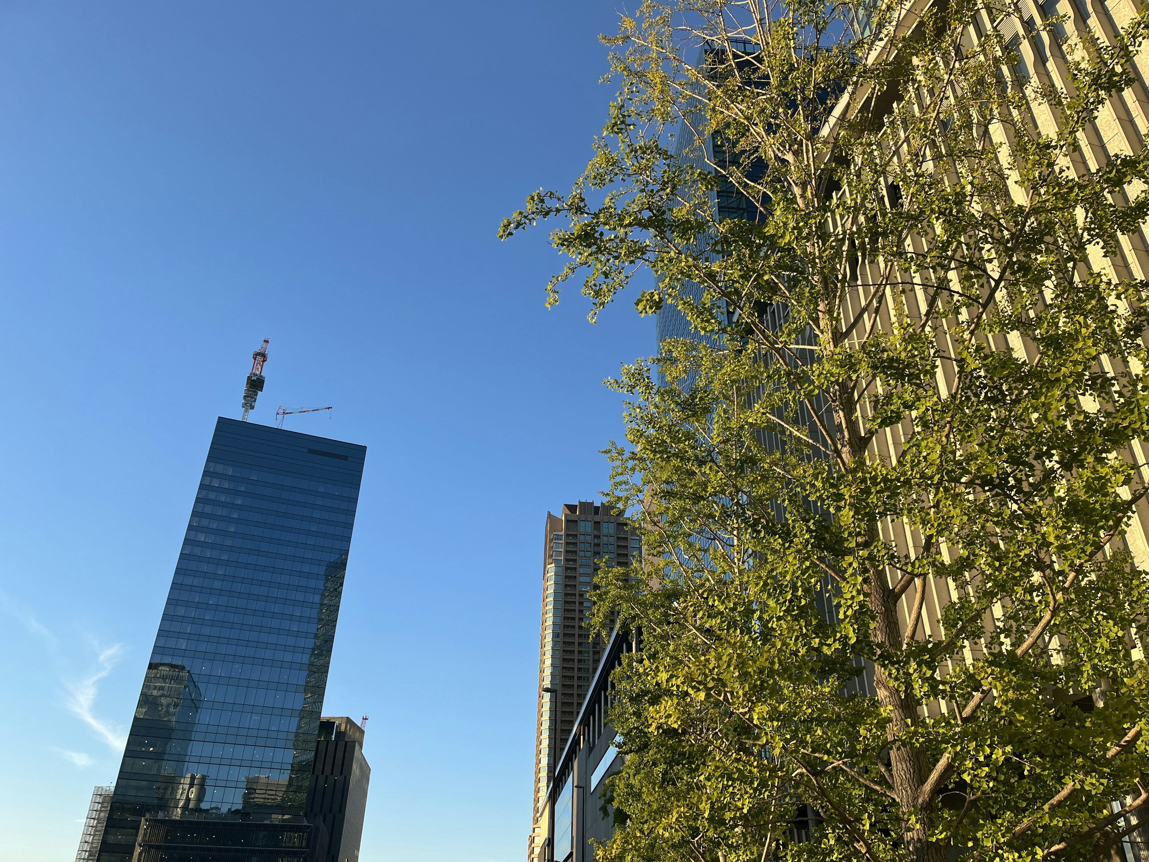 青空の下に高層ビルと緑の木が見える都市の風景