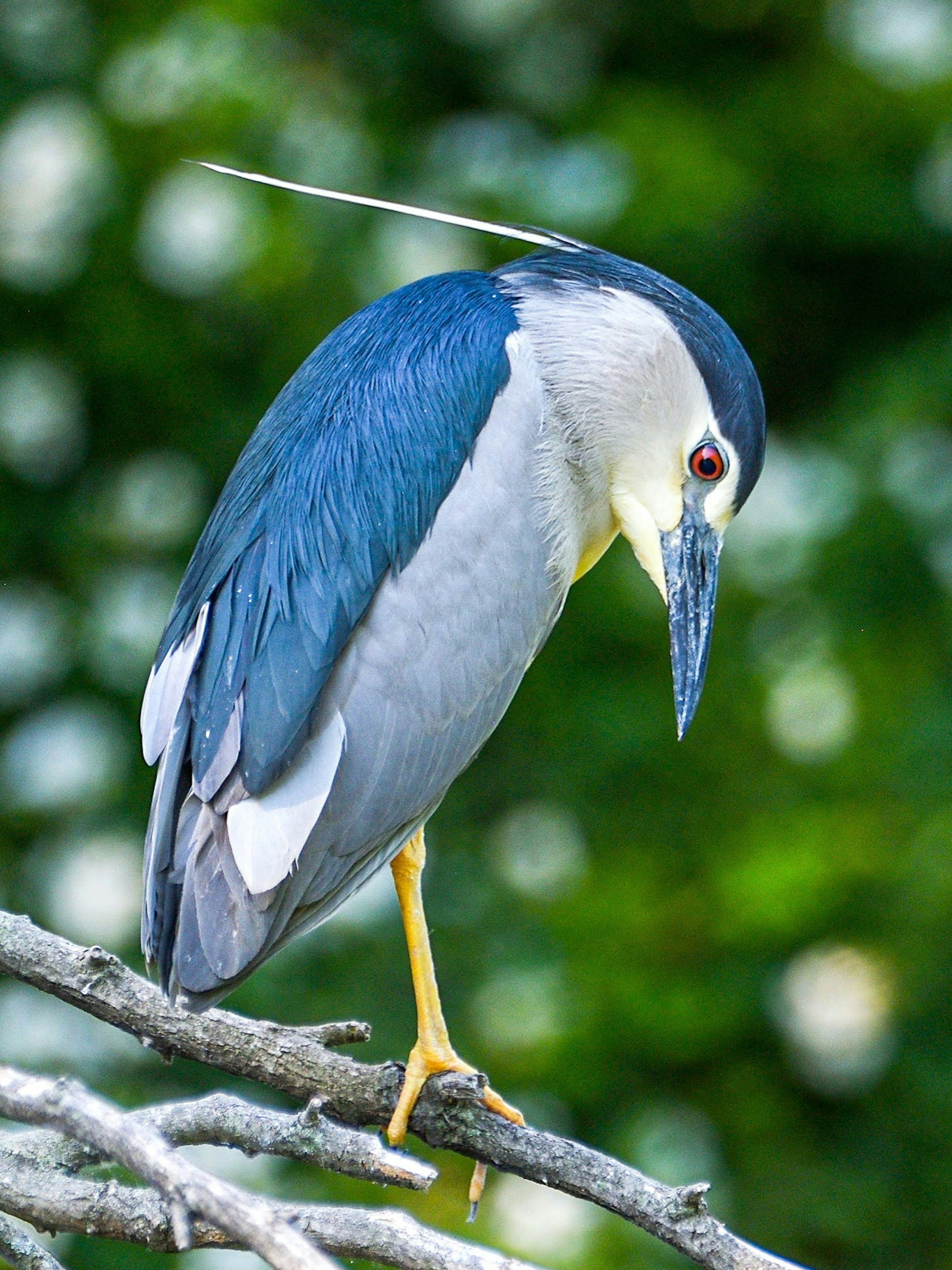 Un héron garde-bœufs noir perché sur une branche avec des plumes bleues et des pattes jaunes