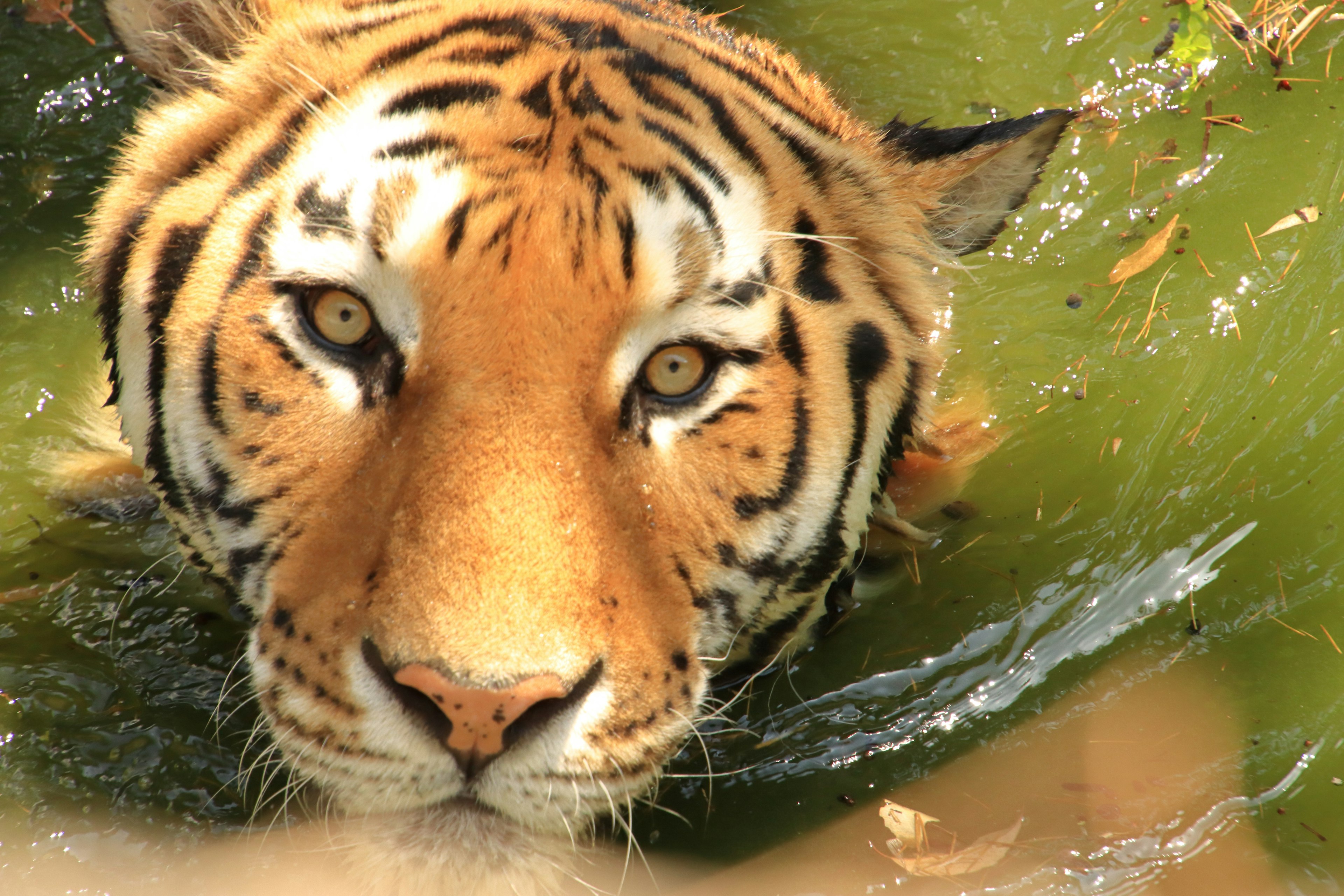 Close-up of a tiger's face partially submerged in water