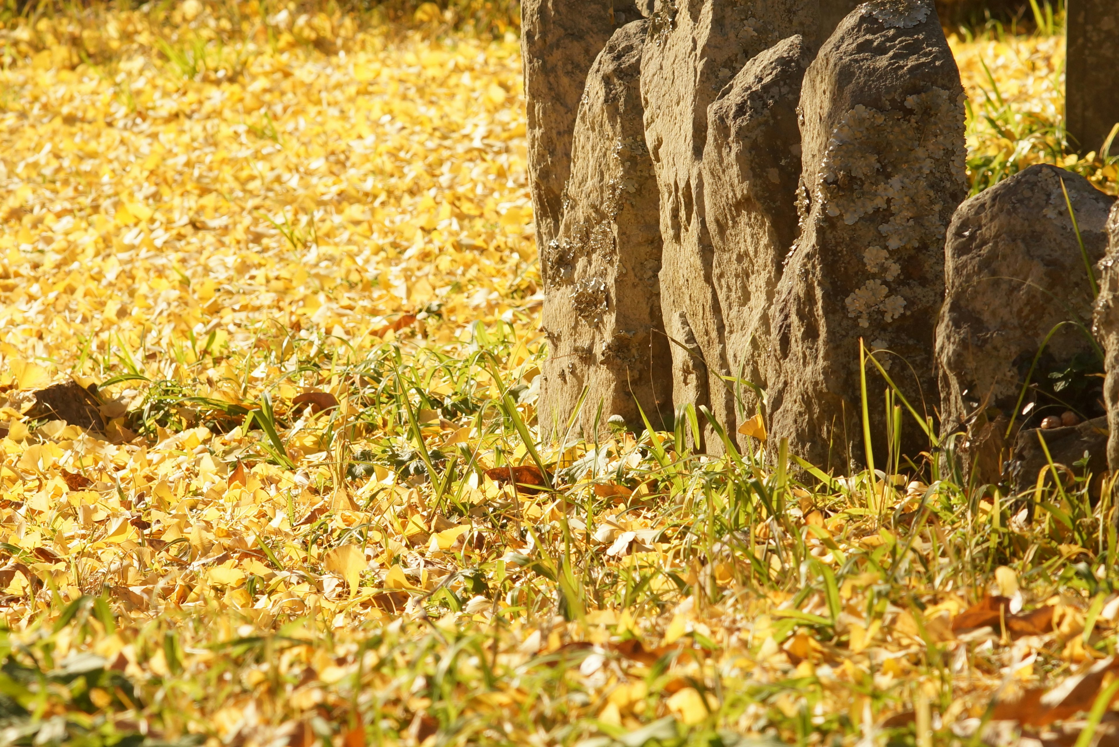 Paysage avec un sol couvert de feuilles jaunes et des objets en pierre