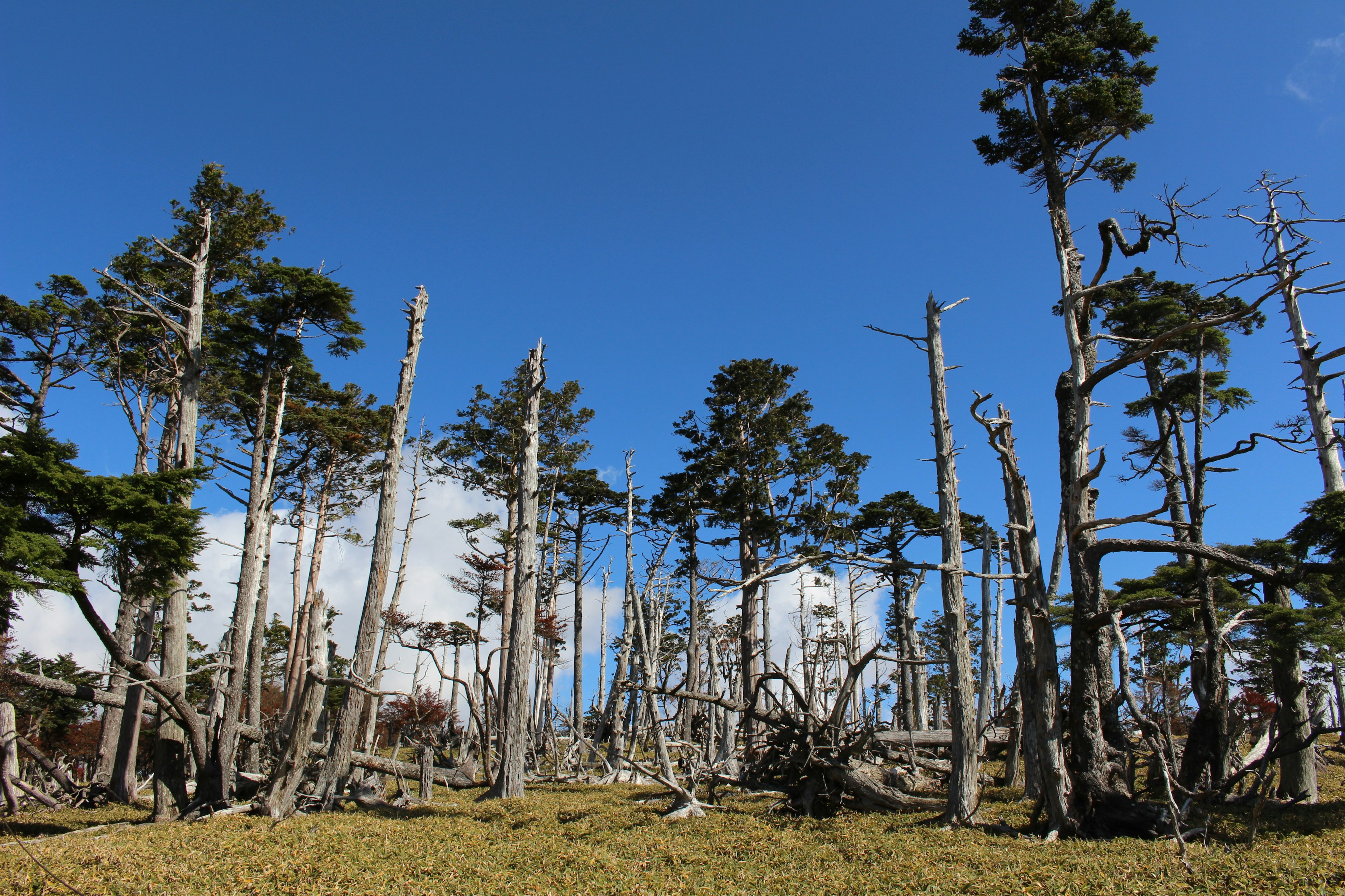 Paysage avec des arbres tombés et des arbres morts sous un ciel bleu