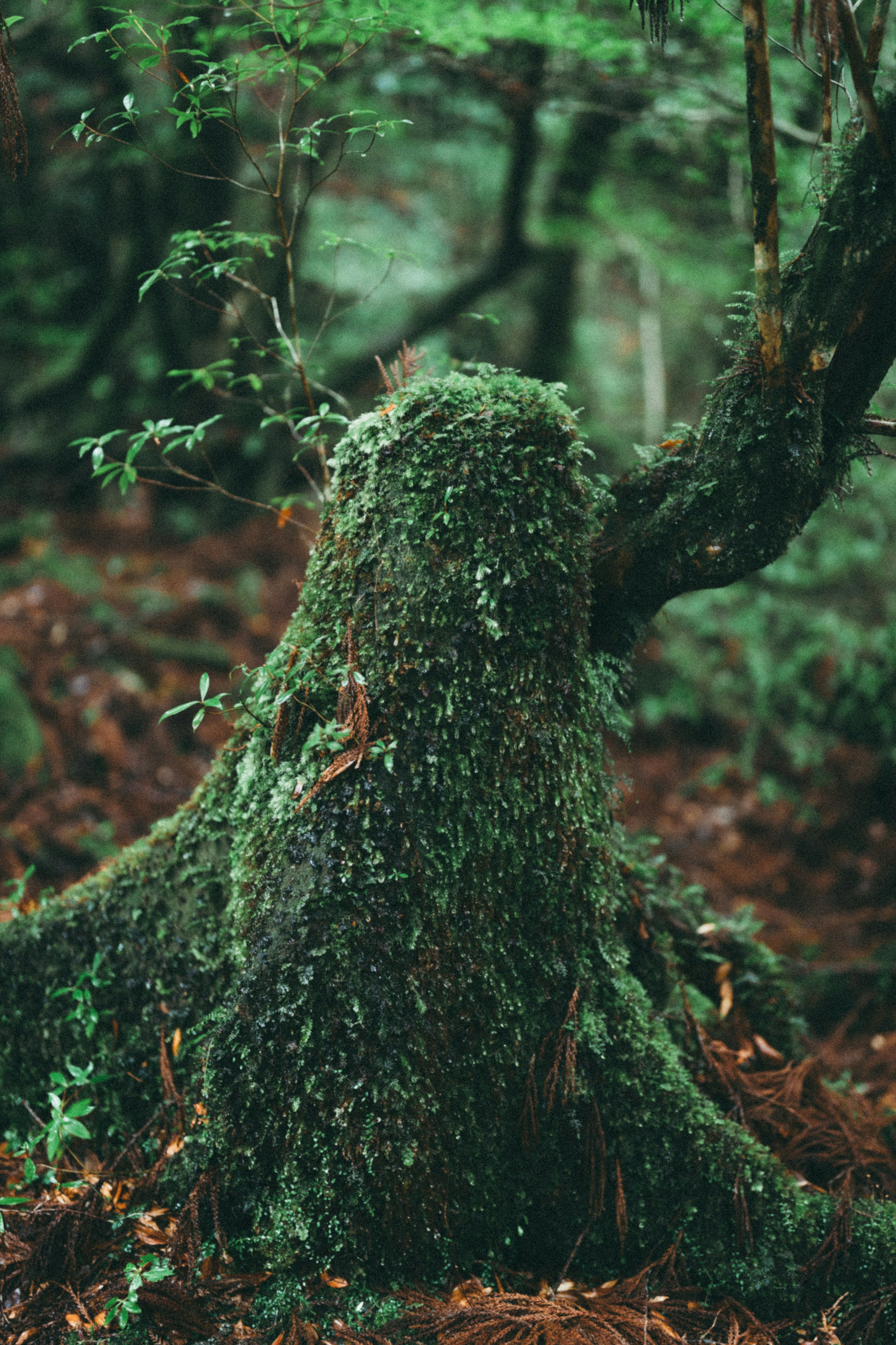 苔むした木の根元が見える緑豊かな森の風景